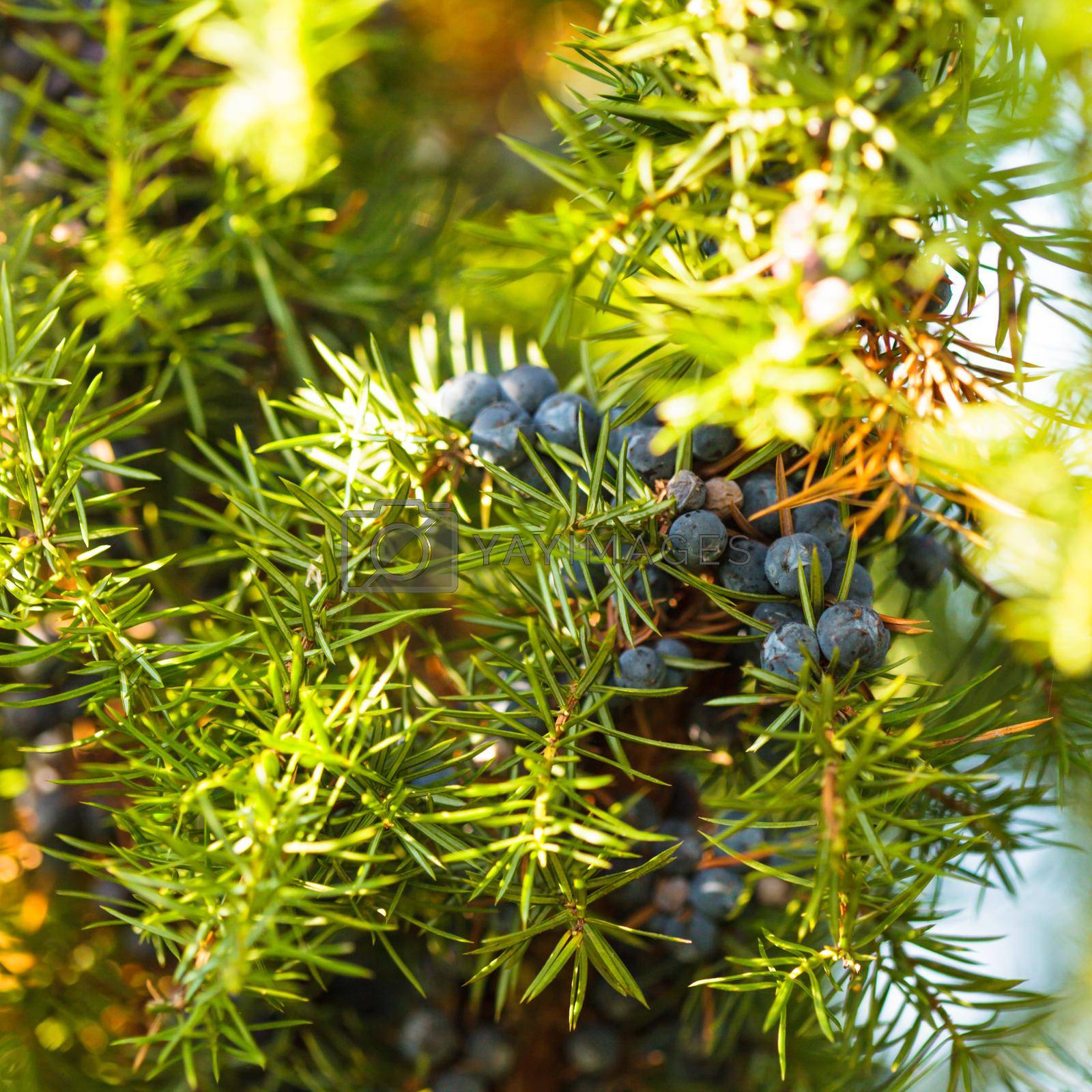 Royalty free image of Juniper berries by oksix