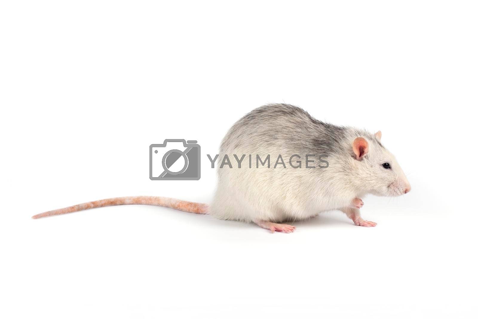 Funny and fat gray rat with long tail isolated on white background. Home pets concept. Rat full length cut out.