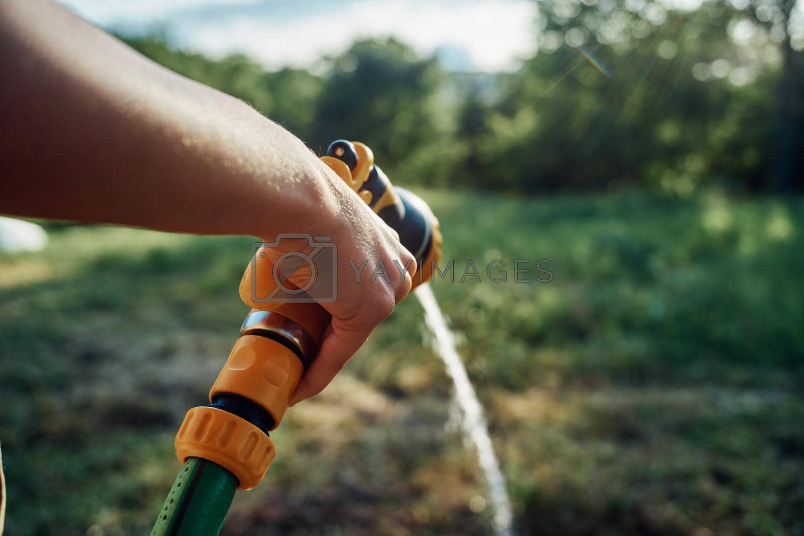 Royalty free image of watering plants with garden hose nature agriculture cultivation by Vichizh