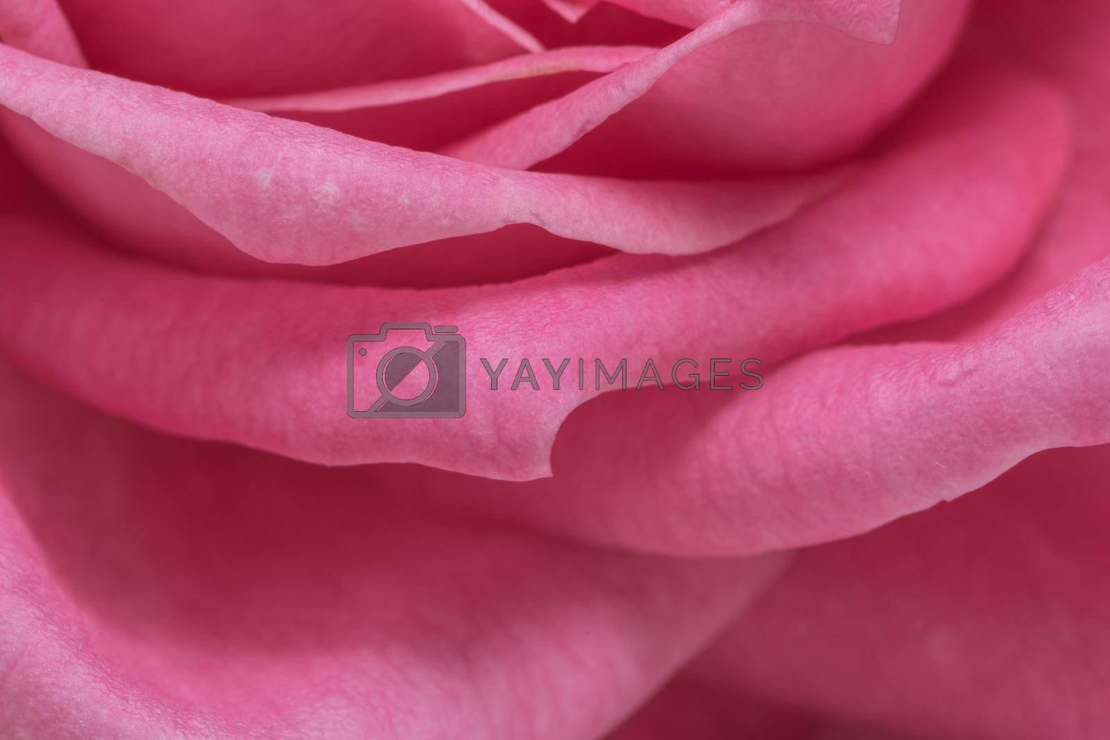 Royalty free image of Pink rose petals background by yayimage
