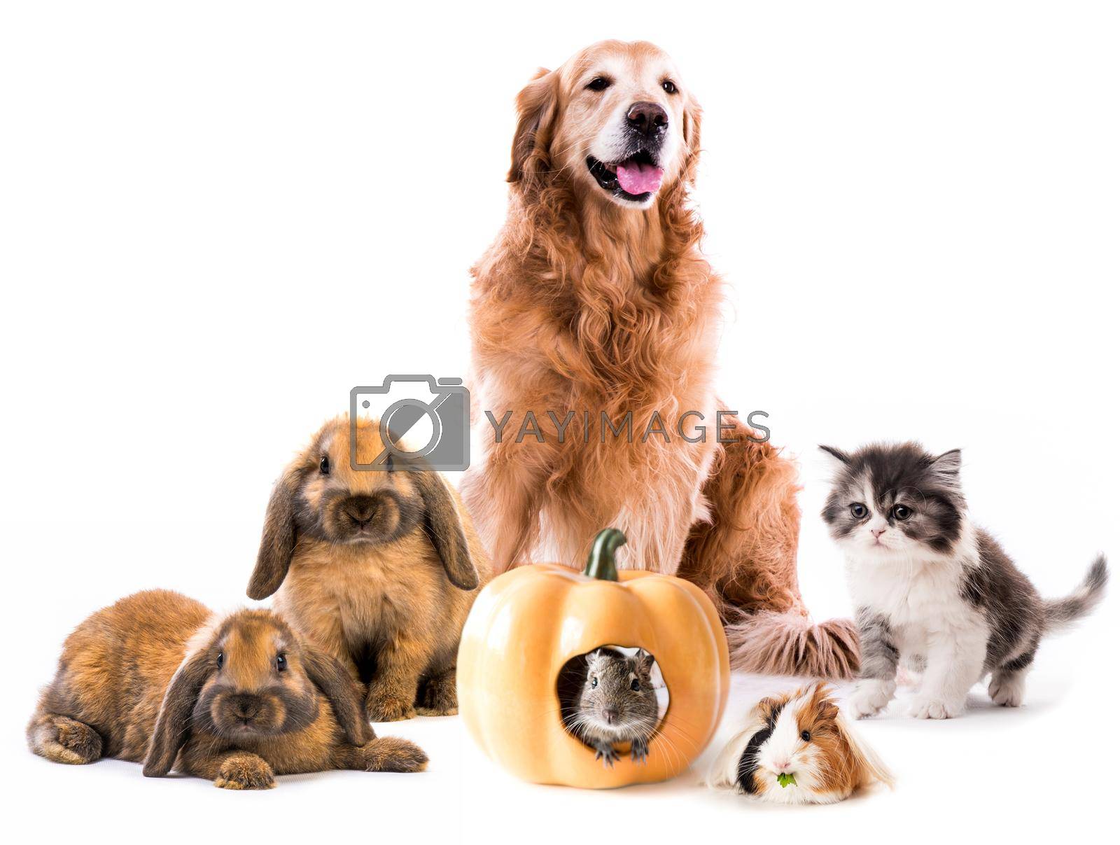 Group of cute fluffy pets looking on camera isolated on white background. Golden retriever with kitten, bunnies and guinea pig sitting together
