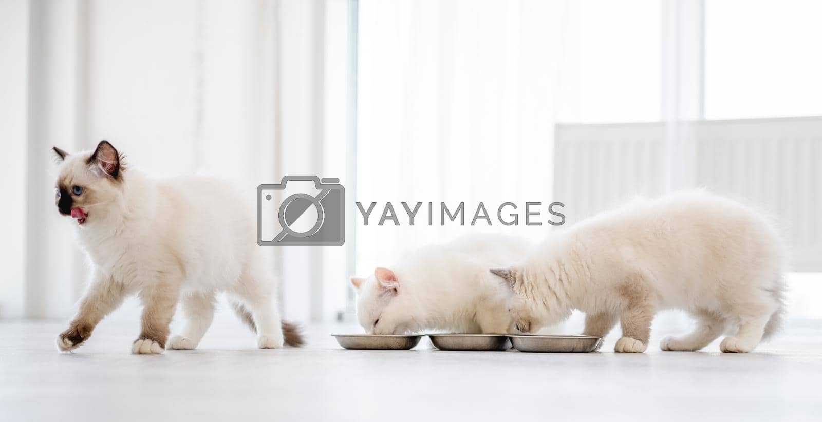 Three lovely fluffy white ragdoll cats sitting on the floor and eating feed from bowls in light room and one animal lick mouth with tonque. Beautiful purebred feline pets outdoors with food together