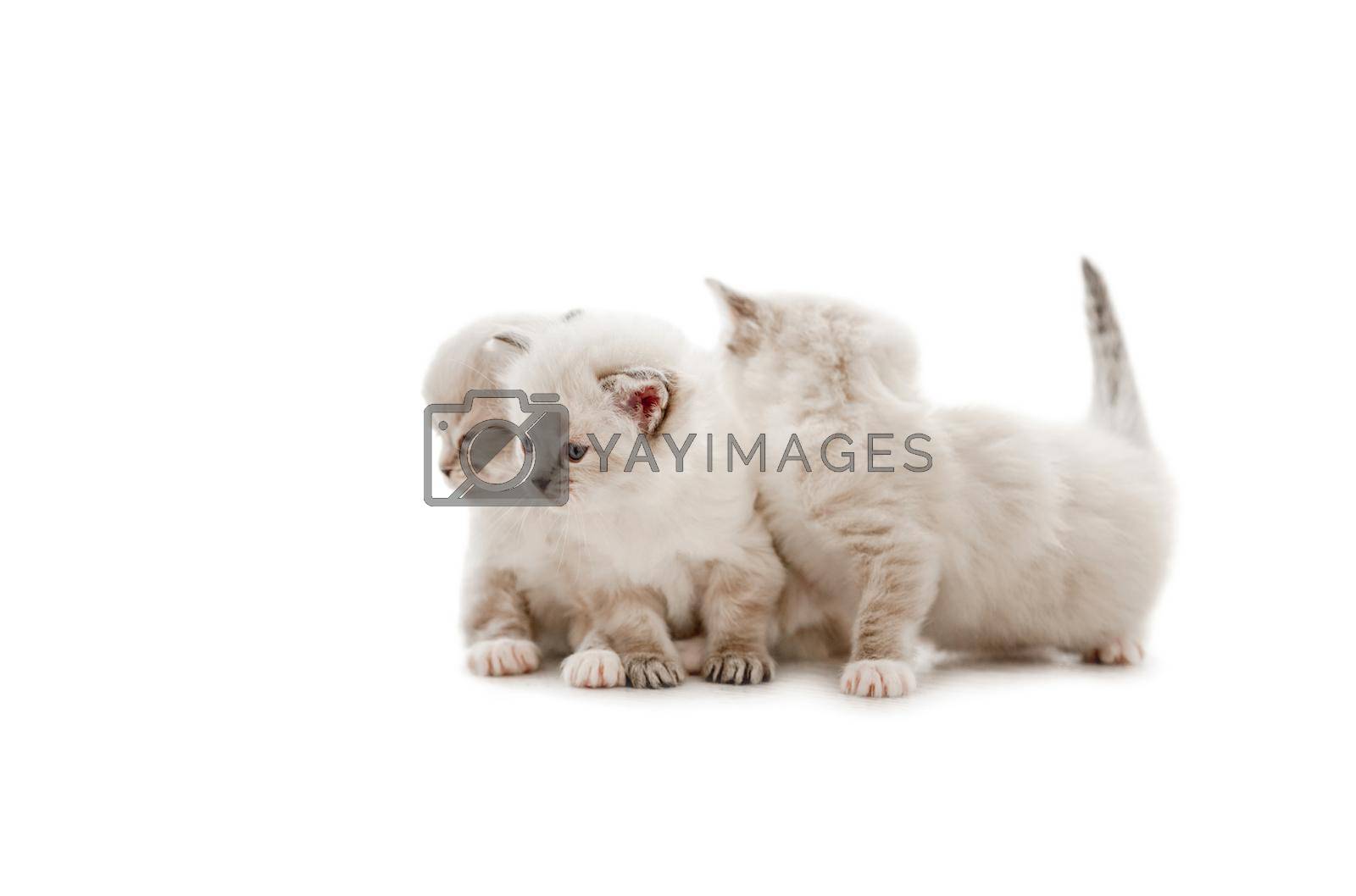 Three adorable fluffy ragdoll kittens isolated on white background. Cute purebred fluffy kitty cats together. Lovely little feline pets