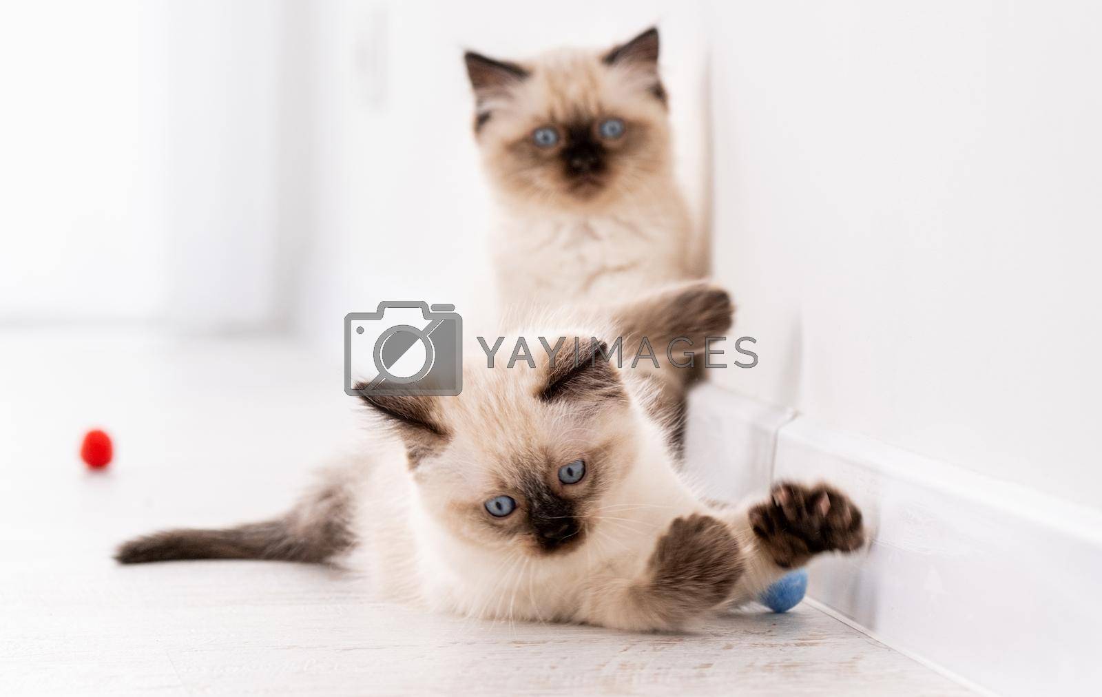Two fluffy ragdoll kittens on the floor together playing with colorful balls. Portrait of american breed feline kitty pets with toys at home. Funny little purebred domestic cats indoors in white room