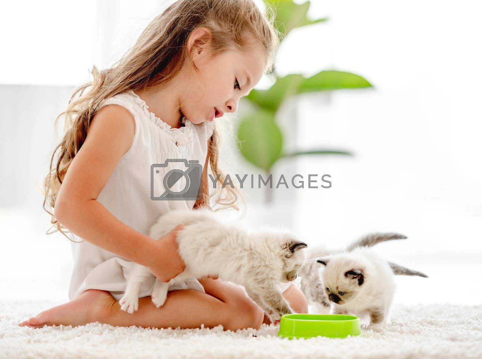 Child girl feeding ragdoll kittens from bowl on the floor. Little female person cares about kitty pets at home