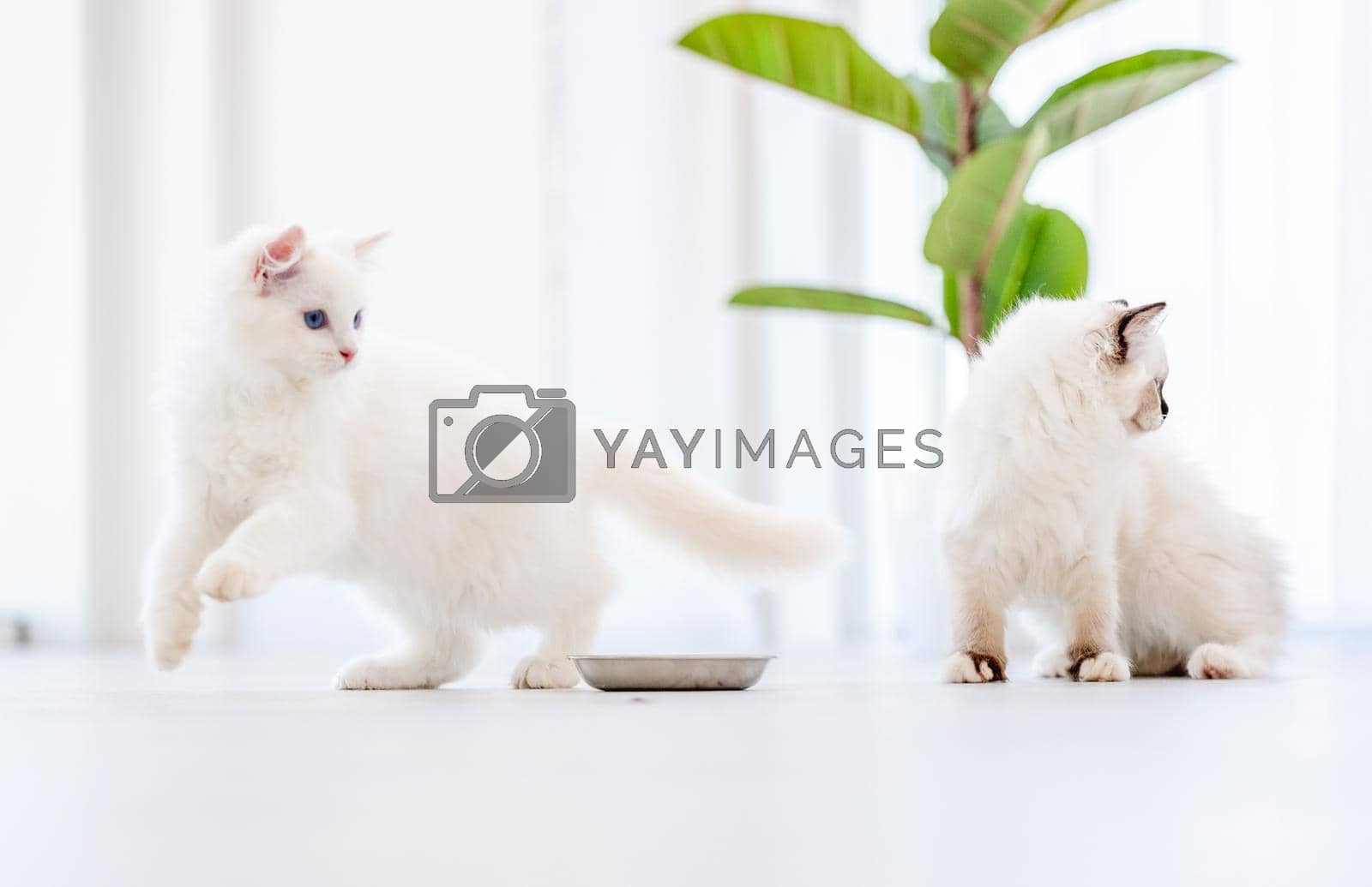 Two lovely fluffy white ragdoll cats standing close to bowl after eating feed in light room with green plant on background. Pair of beautiful purebred feline pets outdoors with food