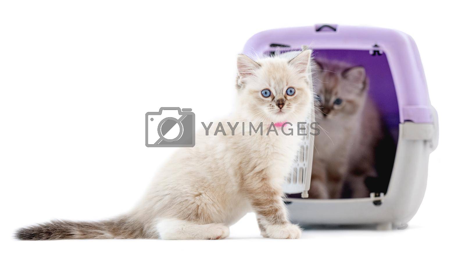 Ragdoll kittens in transportation cell box isolated on white background. Cute purebred kitty pets in cat carrying