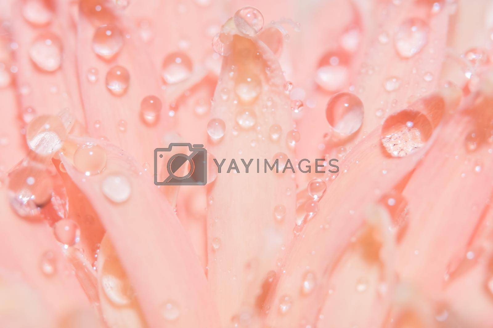 Macro background, water drops, pink flower petals.