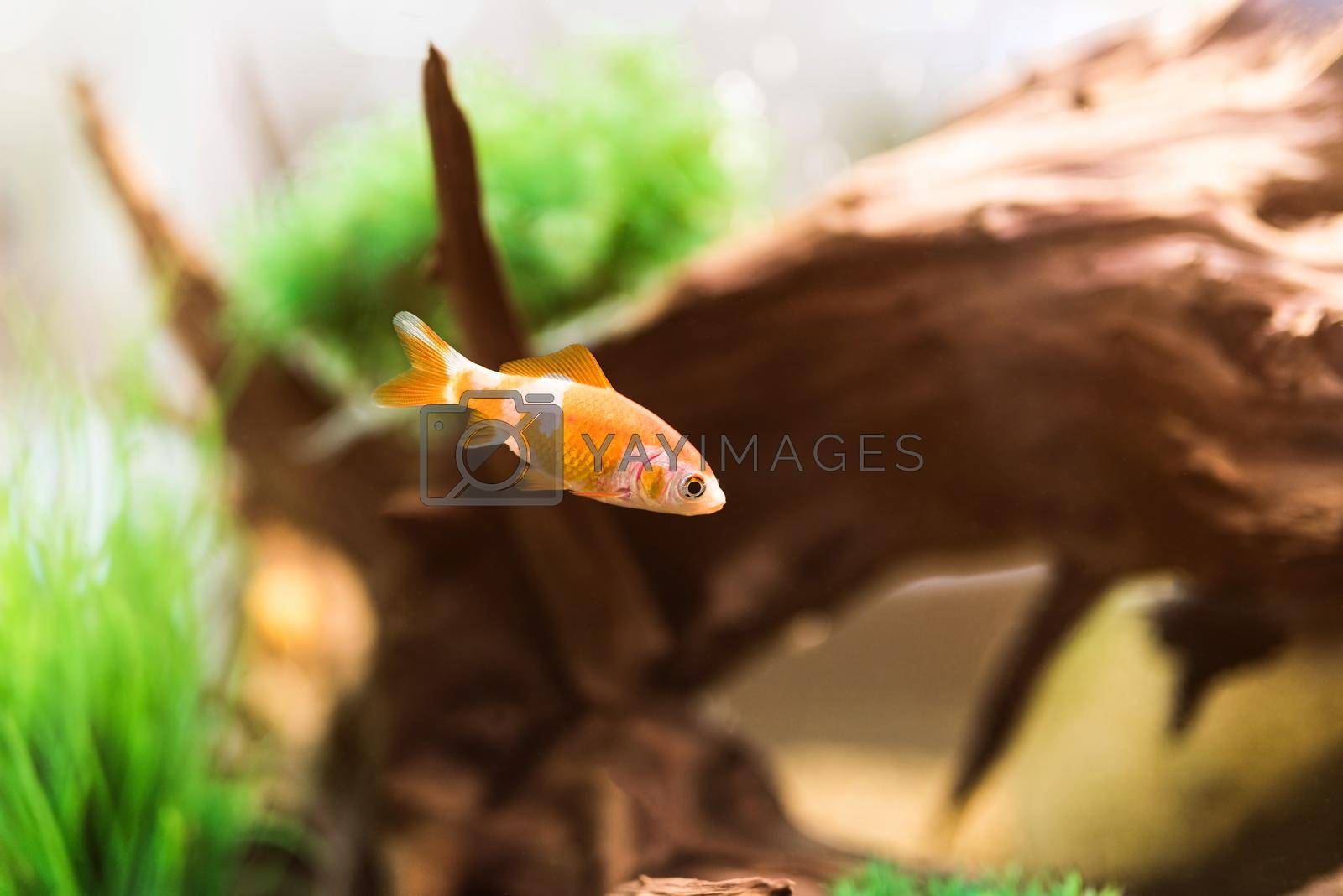 Royalty free image of single golden fish in aquarium by GekaSkr