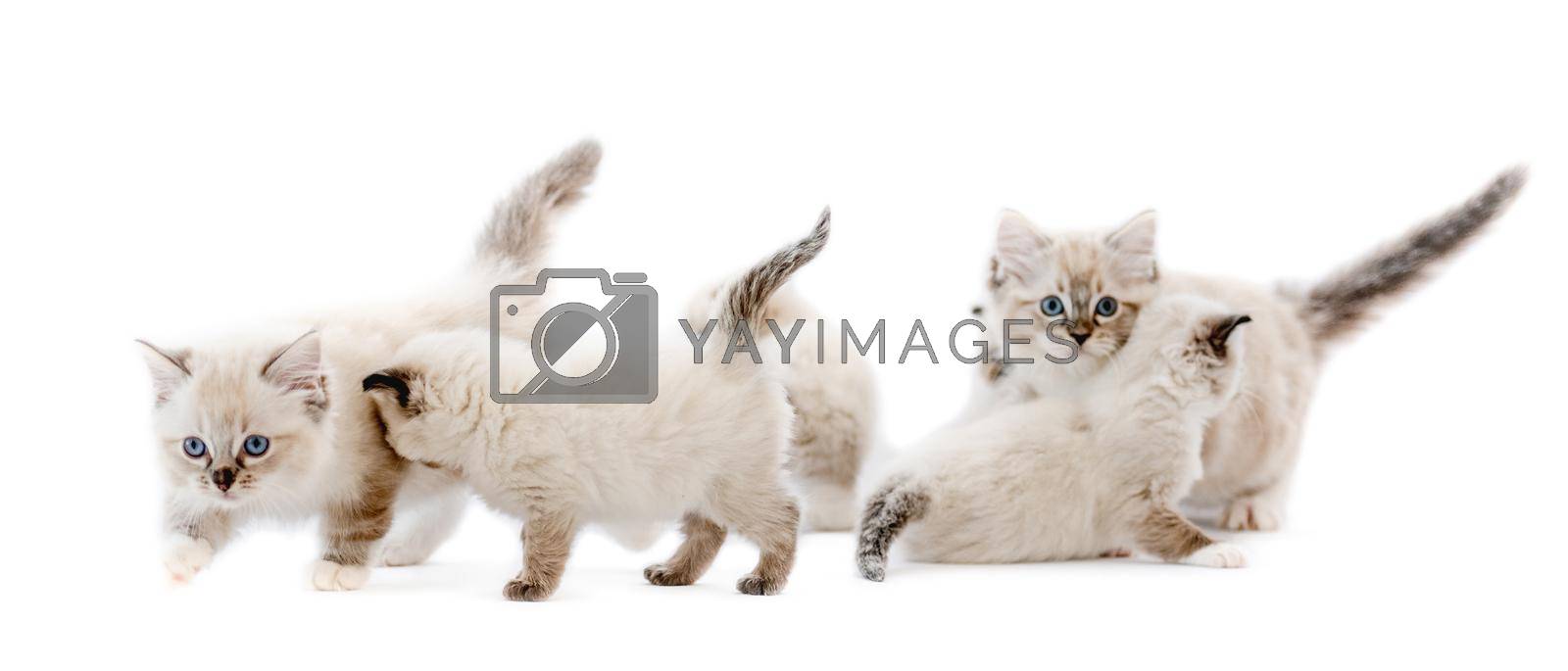 Ragdoll kittens isolated on white background with copyspace. Domestic fluffy purebred kitty pets studio portrait