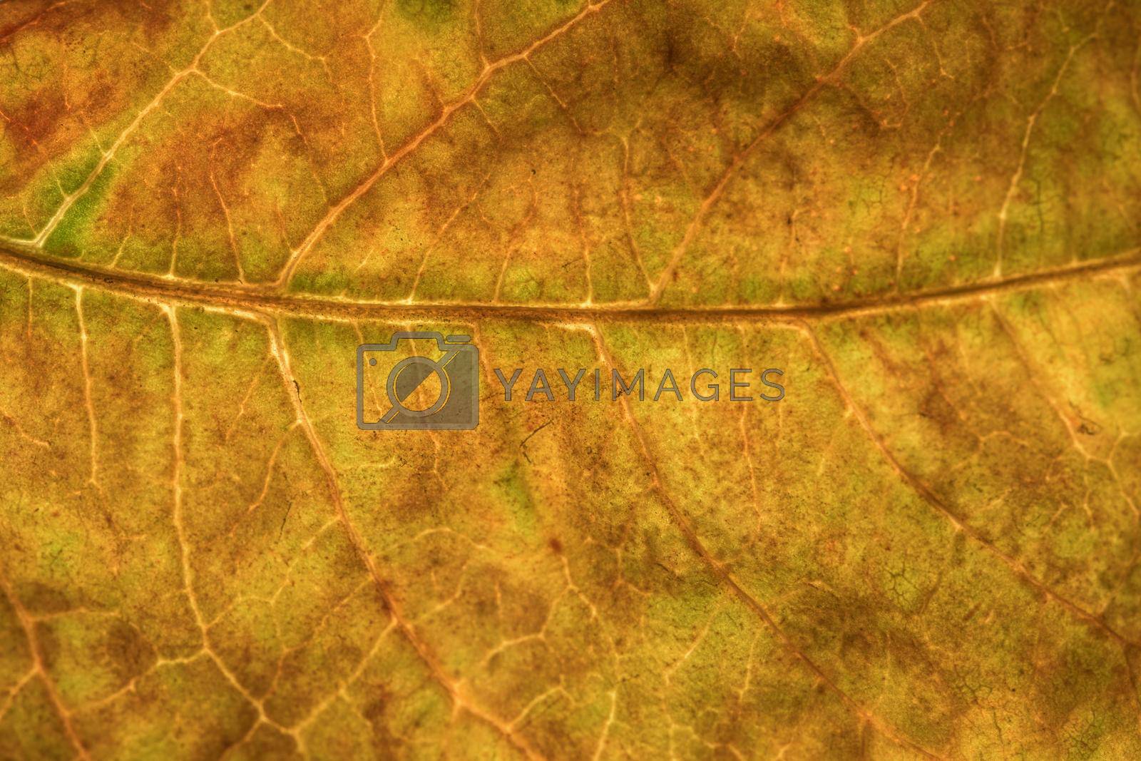 Background texture of leaf