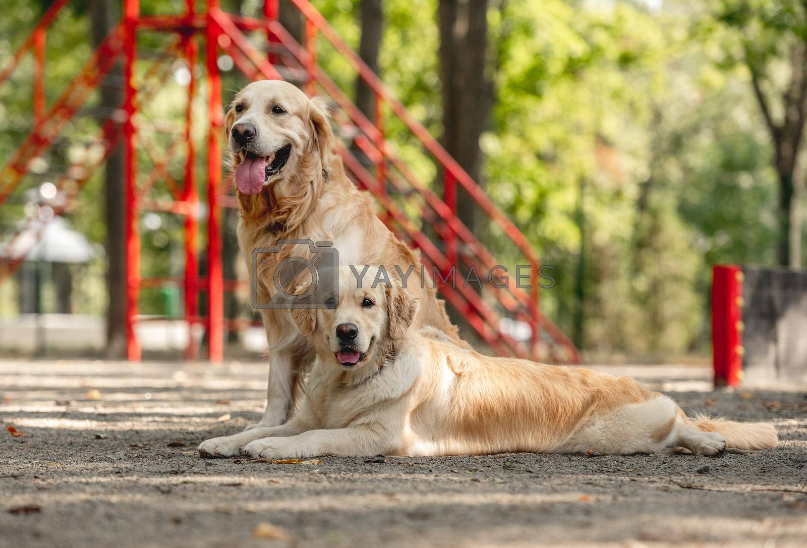 Two golden retriever dogs resting outdoors together. Cute purebred pets labradors posing in the park and looking at camera