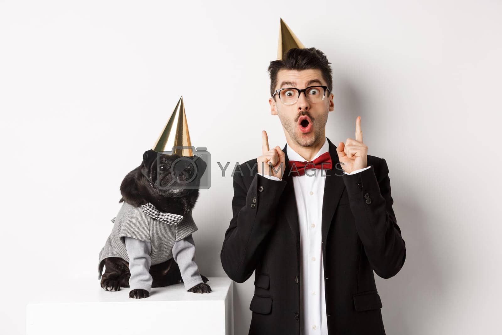 Royalty free image of Cute black pug dog wearing party cone and standing near happy owner, man pointing fingers up at copy space, celebrating birthday, white background by Benzoix