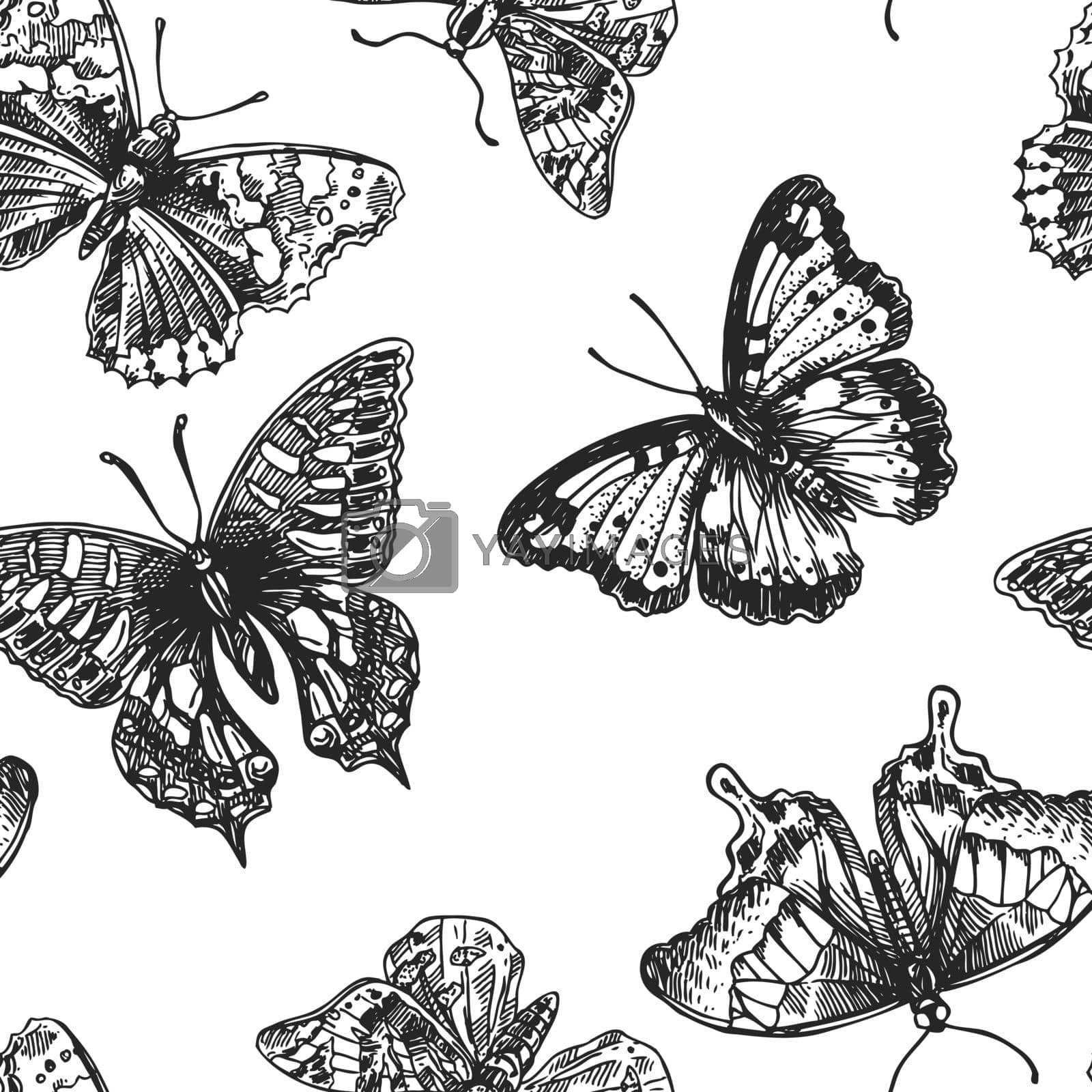 Royalty free image of hand drawn butterflies by steshnikova