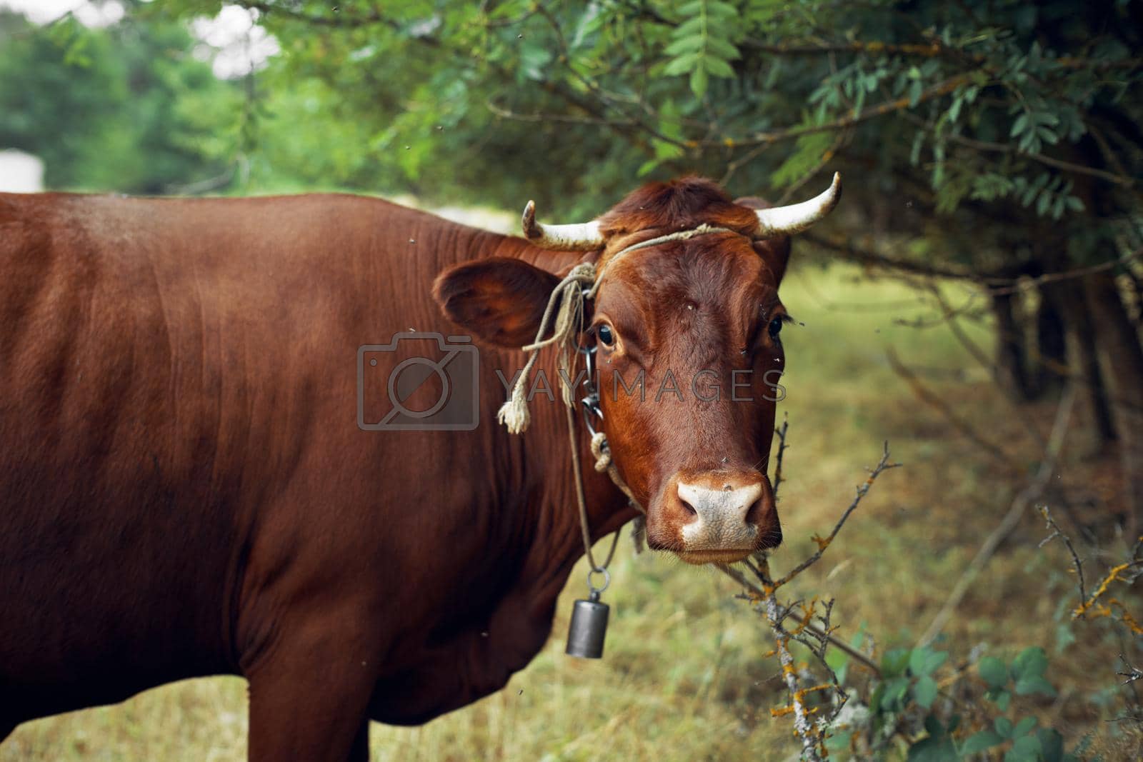 cow in the field countryside nature animal mammal. High quality photo