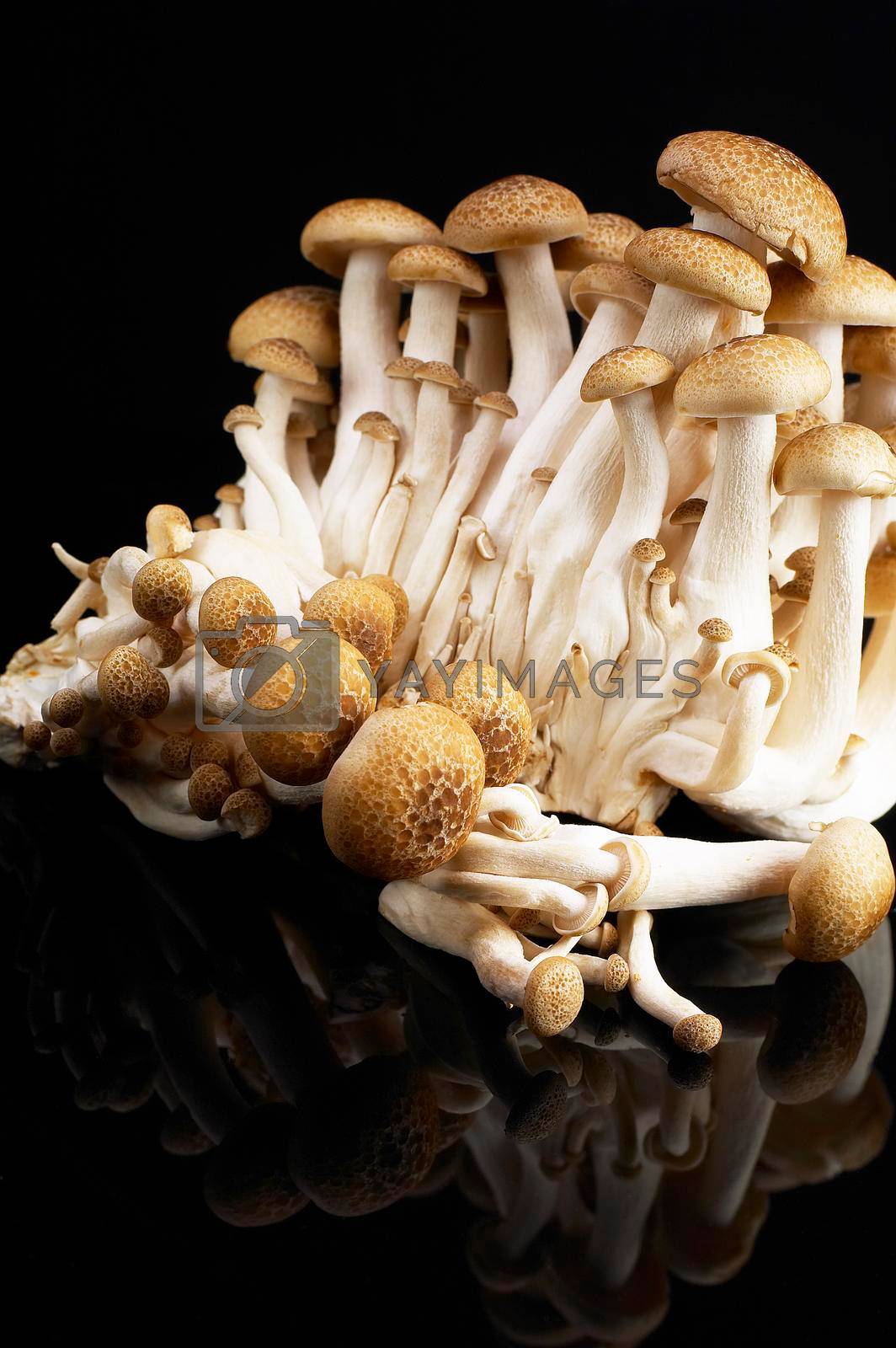 Royalty free image of mushrooms by keko64