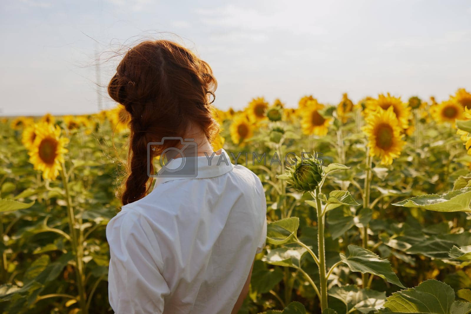 woman's back In a field with blooming sunflowers landscape. High quality photo