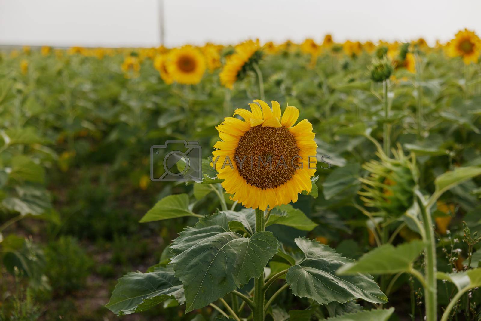 Royalty free image of Sunflower in the abundance field Agricultural field harvest season by SHOTPRIME