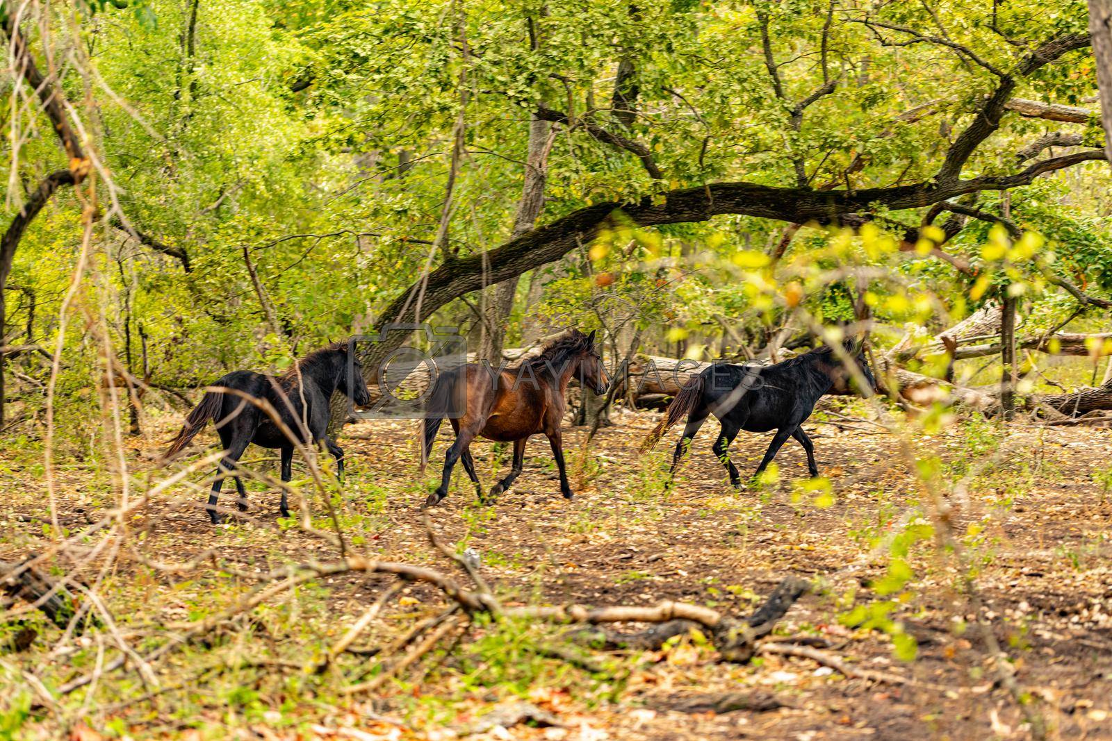 Royalty free image of Wild horses in Letea forest  by grafvision
