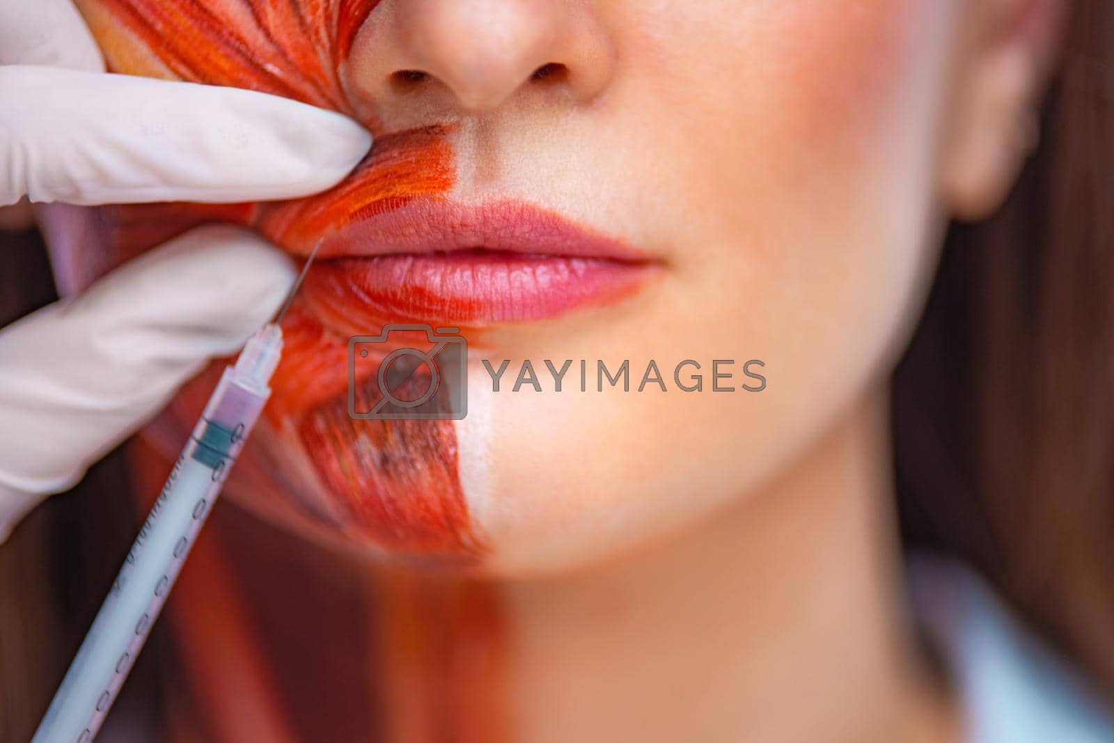 Royalty free image of Cosmetic injection in the face. Young woman with half of face with muscles structure under skin. Model for medical training on a light background. Close up photo of face human anantomy. by MikeOrlov