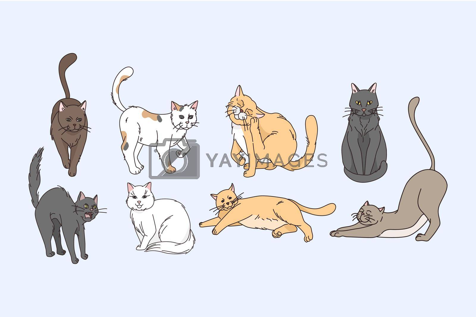 Variety of cats animals concept. Set of grey red white and brown cats stretching sitting lying relaxing and enjoying life vector illustration