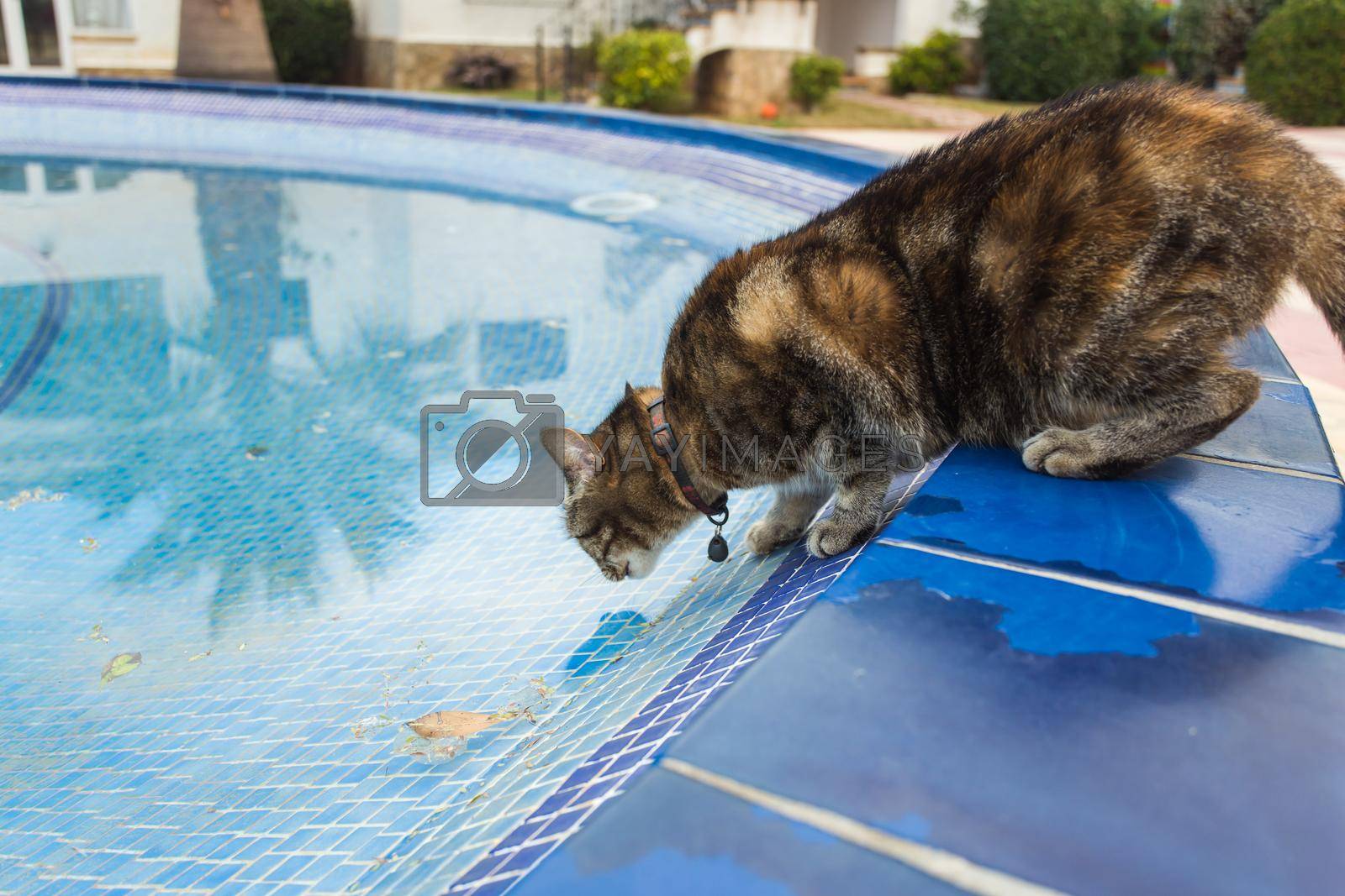 Royalty free image of Cute cat drinking water from swimming pool by Satura86