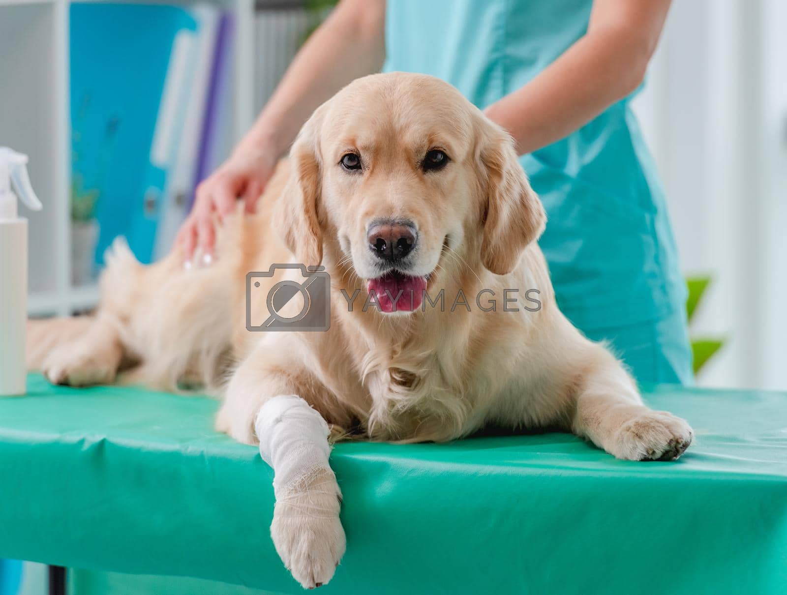 Royalty free image of Golden retriever dog examination in veterinary clinic by tan4ikk1