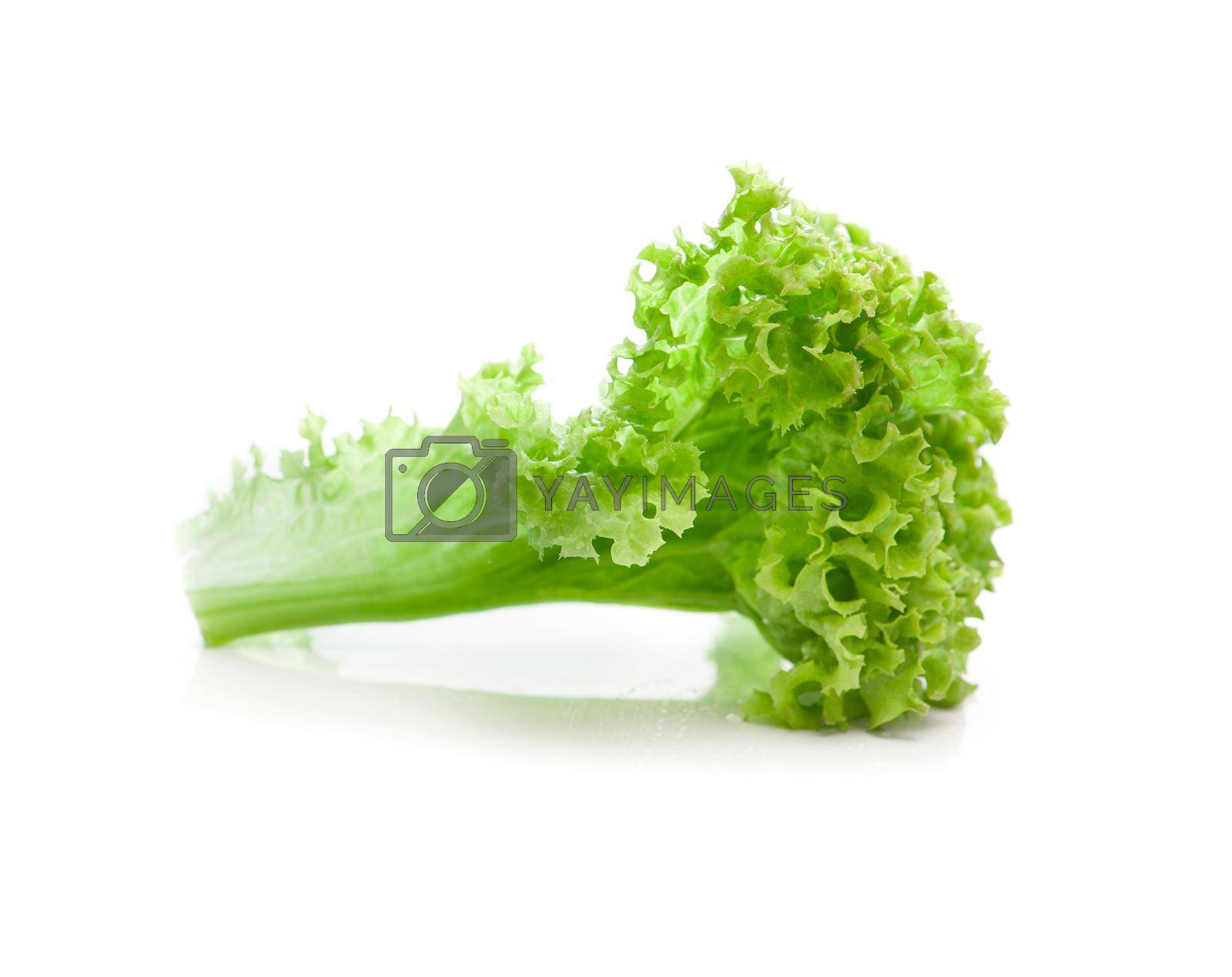 Royalty free image of green leaves lettuce by tan4ikk1