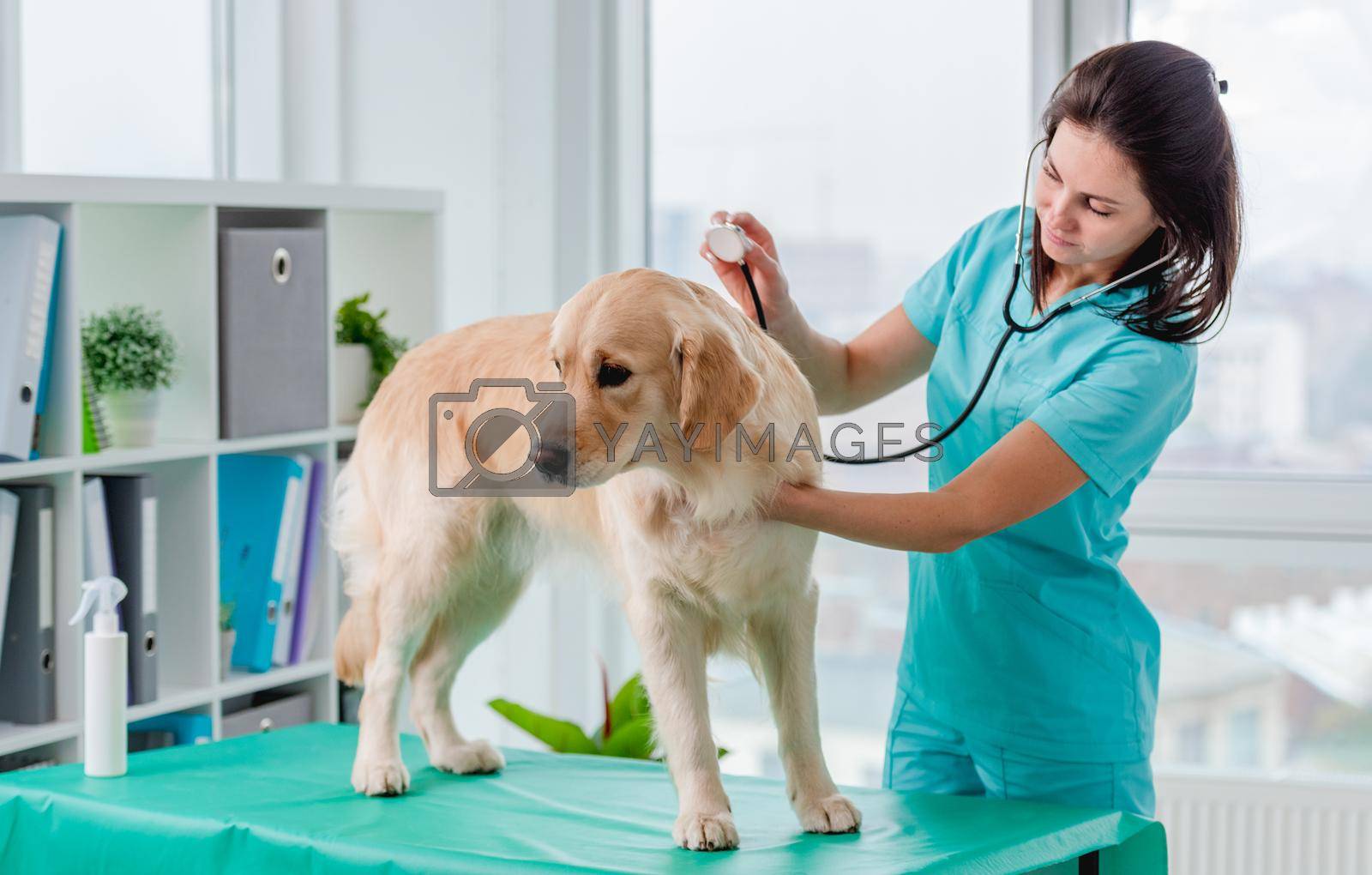 Royalty free image of Golden retriever dog in veterinary clinic by tan4ikk1
