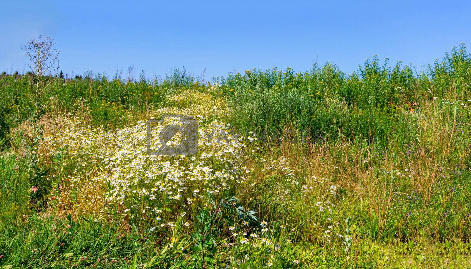 Royalty free image of Chamomile blooms in the field by kolesnikov_studio