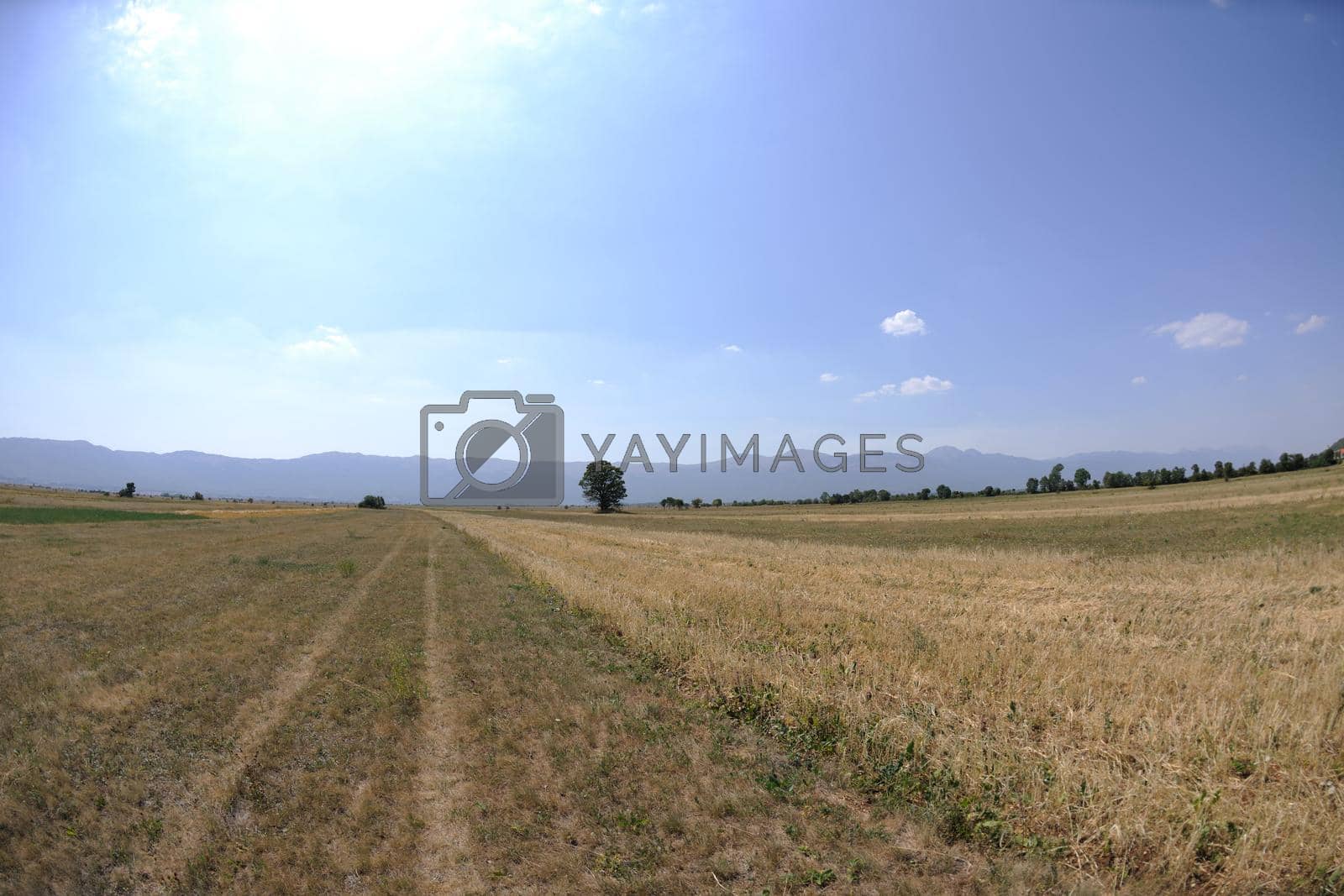 authentic nature landscape on summer time with fisheye lens