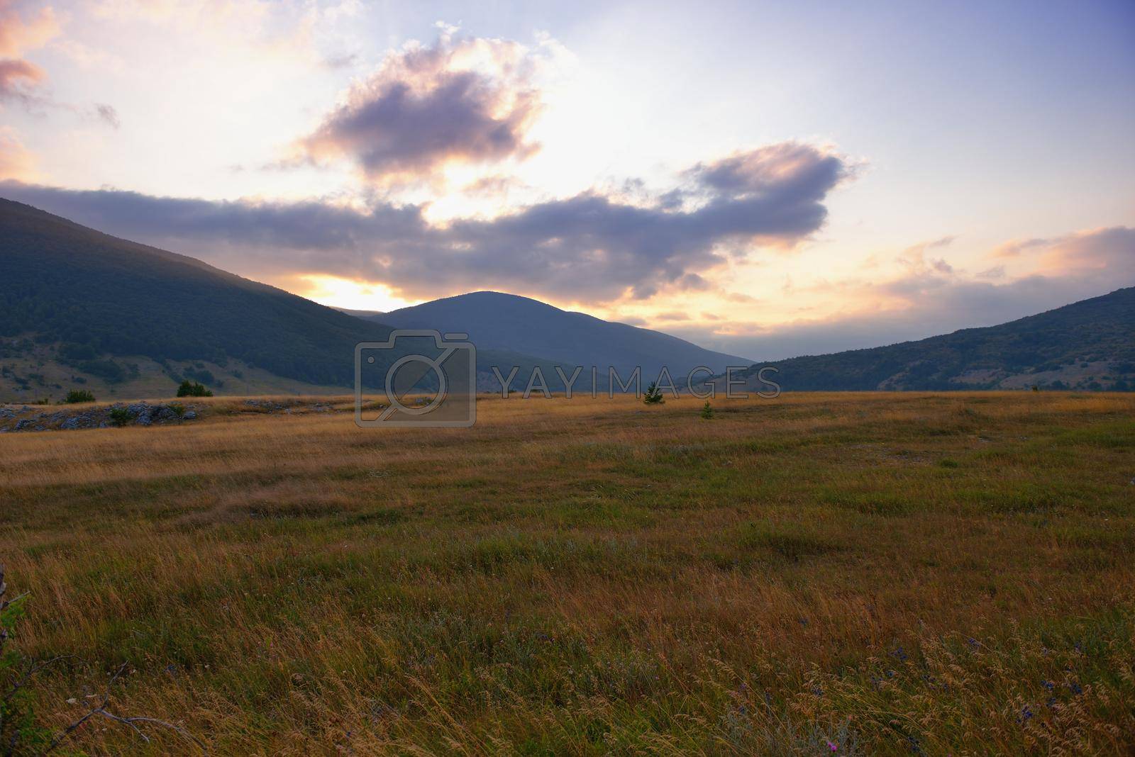 landscape with a traditional hay field full of wild flowers and grasses surrounded by trees under a cloudy summer sky