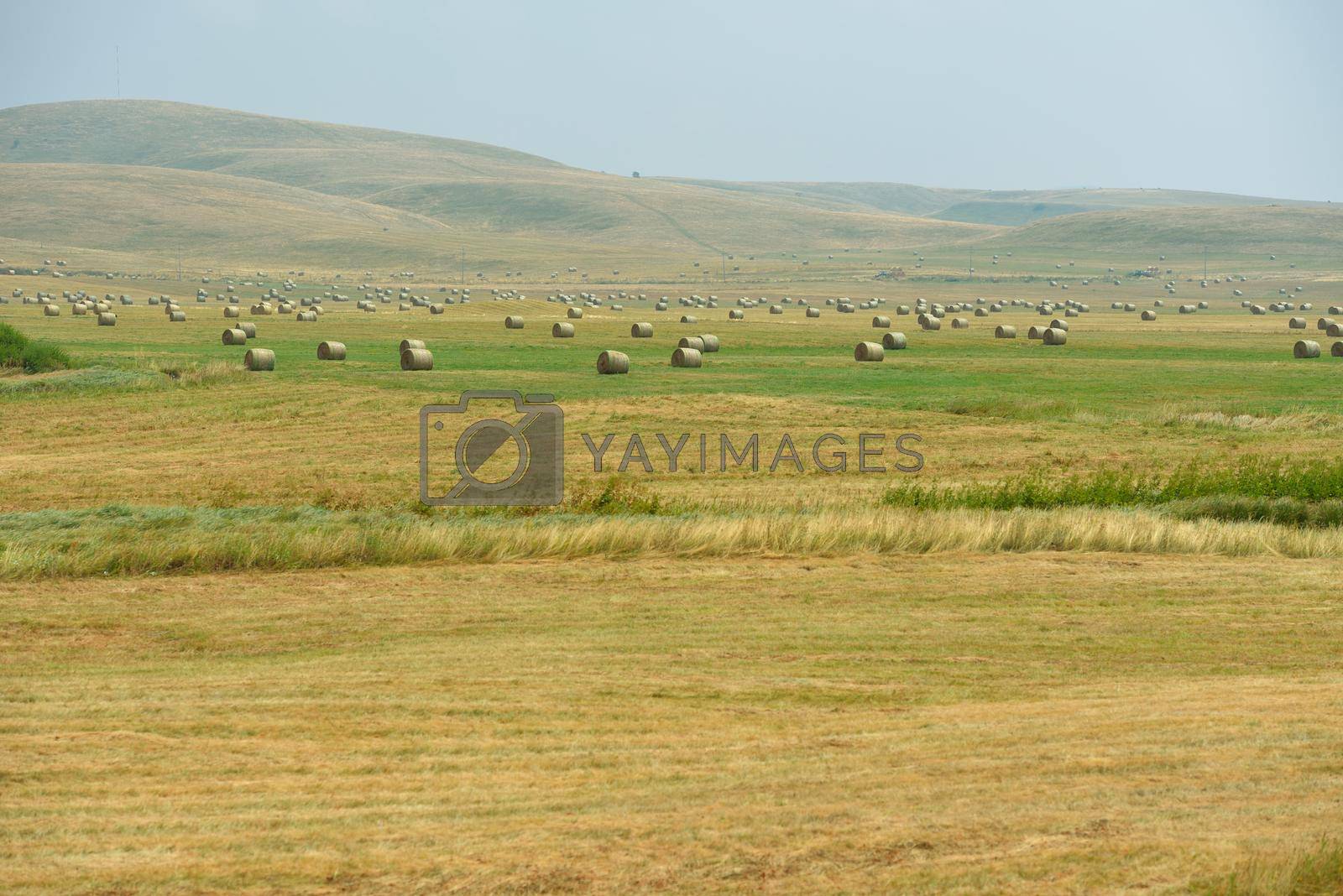 landscape with a traditional hay field full of wild flowers and grasses surrounded by trees under a cloudy summer sky