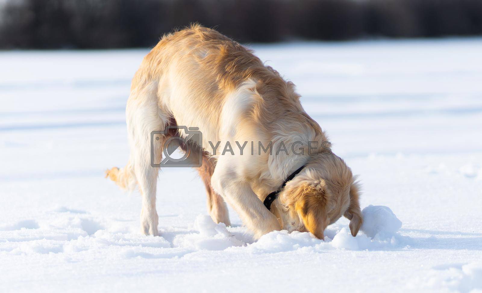 Royalty free image of Dog digging under snow by GekaSkr
