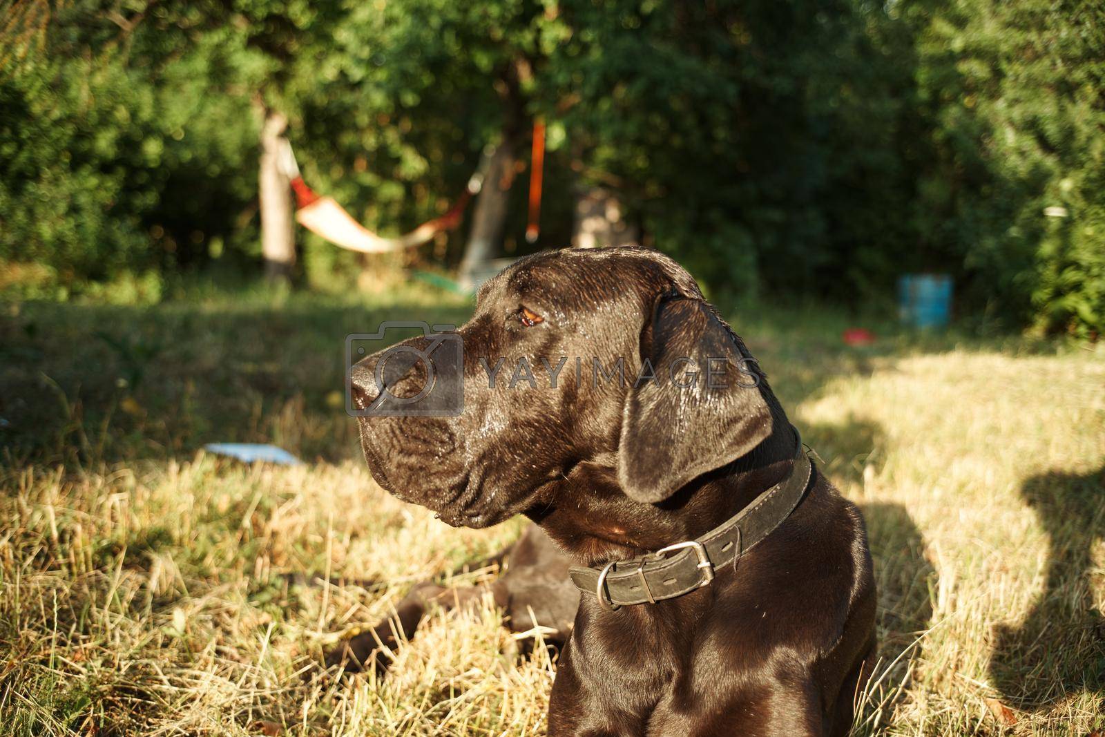 Royalty free image of large purebred black dog outdoors in the field pets by Vichizh