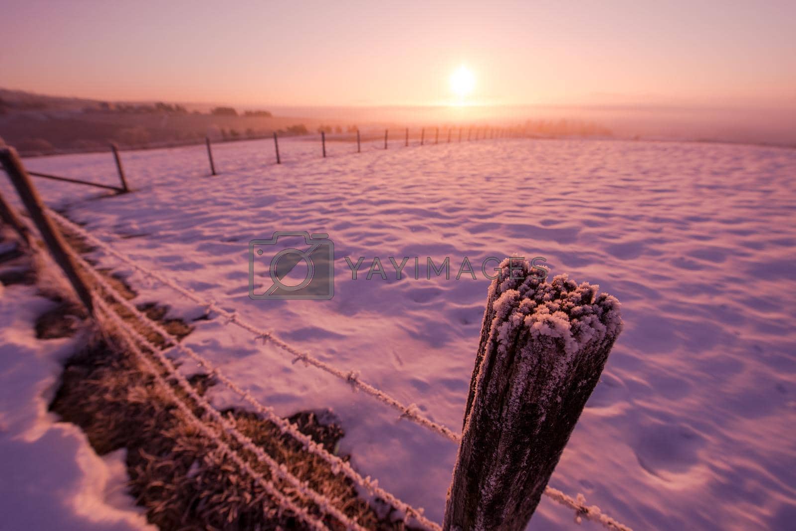 winter landscape scenic   fresh snow  against purple violet  sky with long shadows on beautiful fresh morning