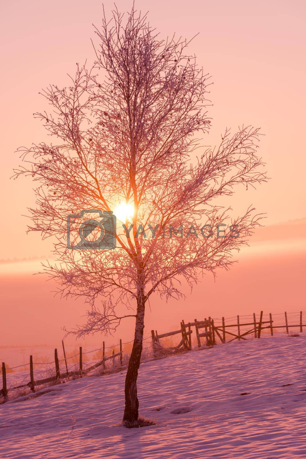 winter landscape scenic  with lonely tree and fresh snow  against purple violet  sky with long shadows on beautiful fresh morning