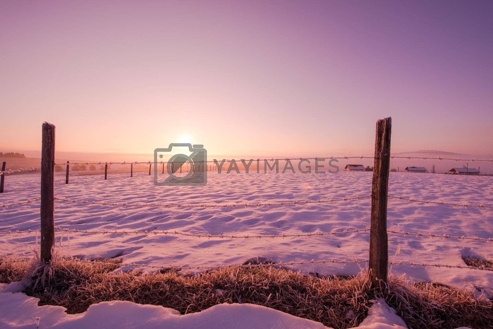 winter landscape scenic   fresh snow  against purple violet  sky with long shadows on beautiful fresh morning