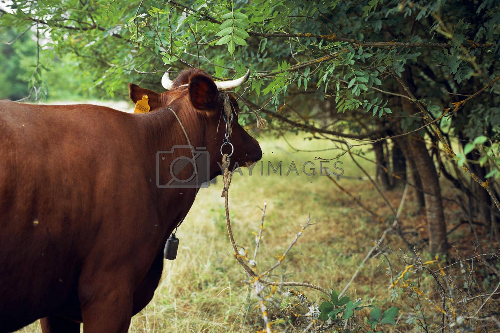 animals mammals grazing farm cow nature agriculture. High quality photo