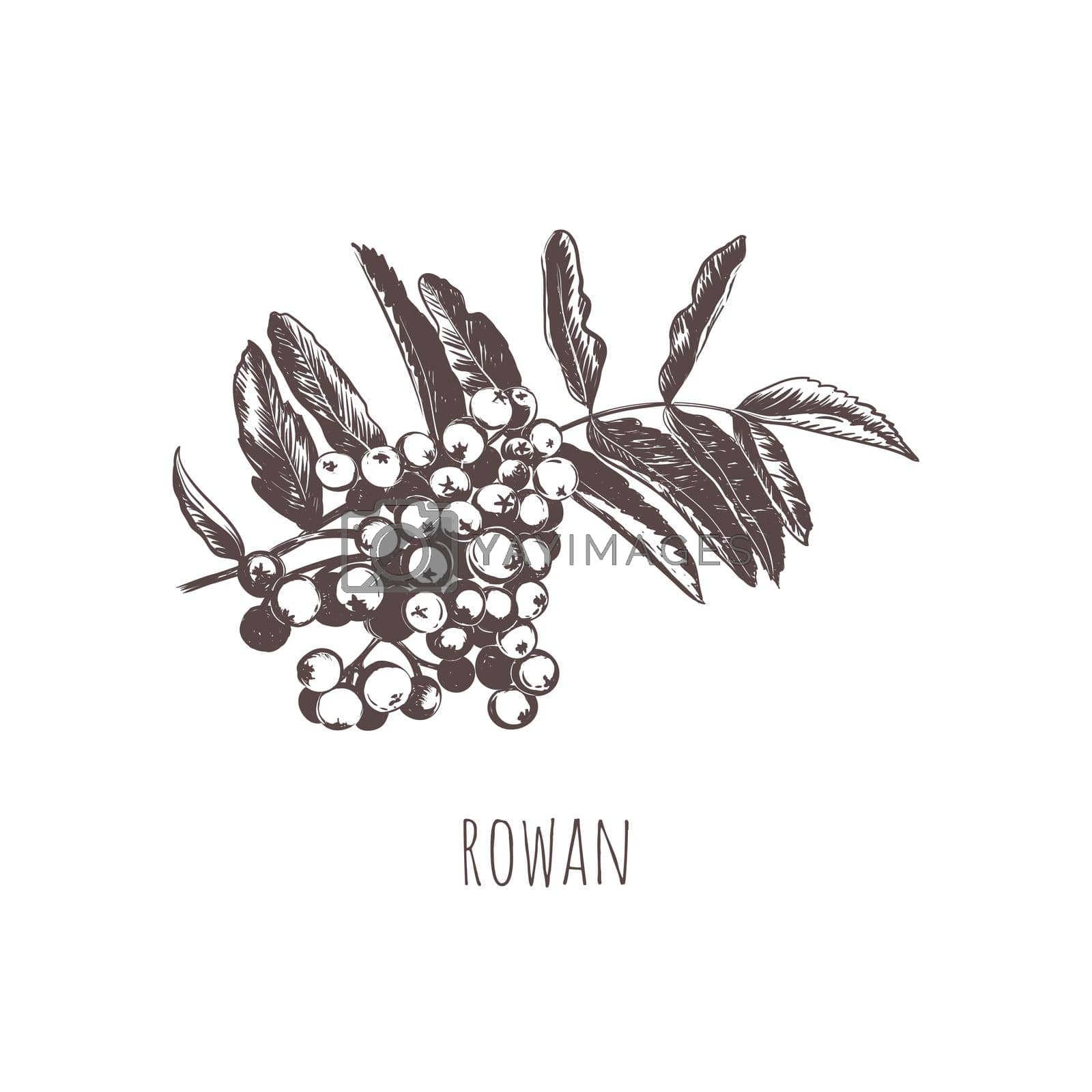 Royalty free image of Rowan sketch vector illustration. by alyalya