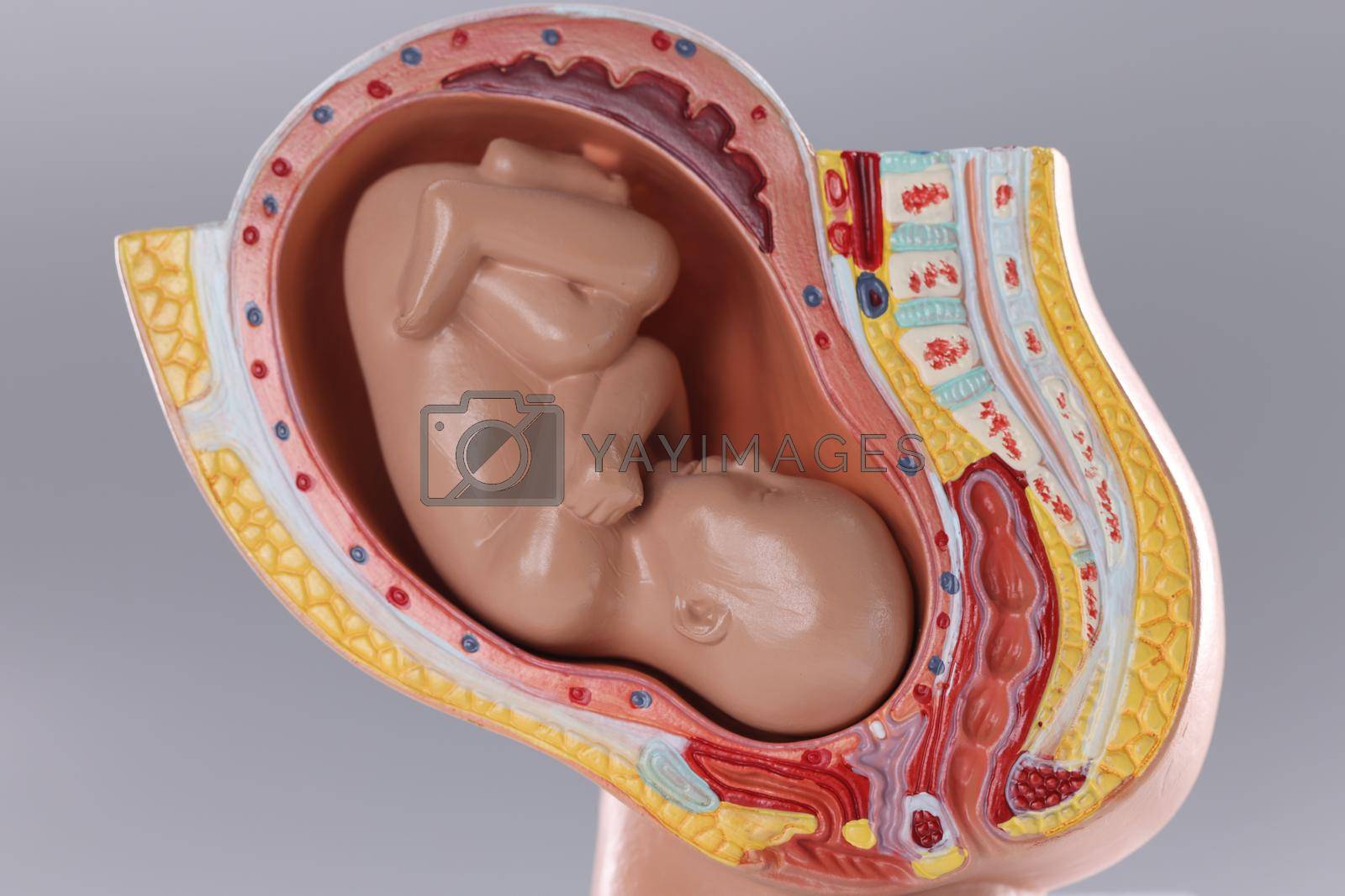 Royalty free image of Closeup of artificial mock uterus with fetus on gray background by kuprevich