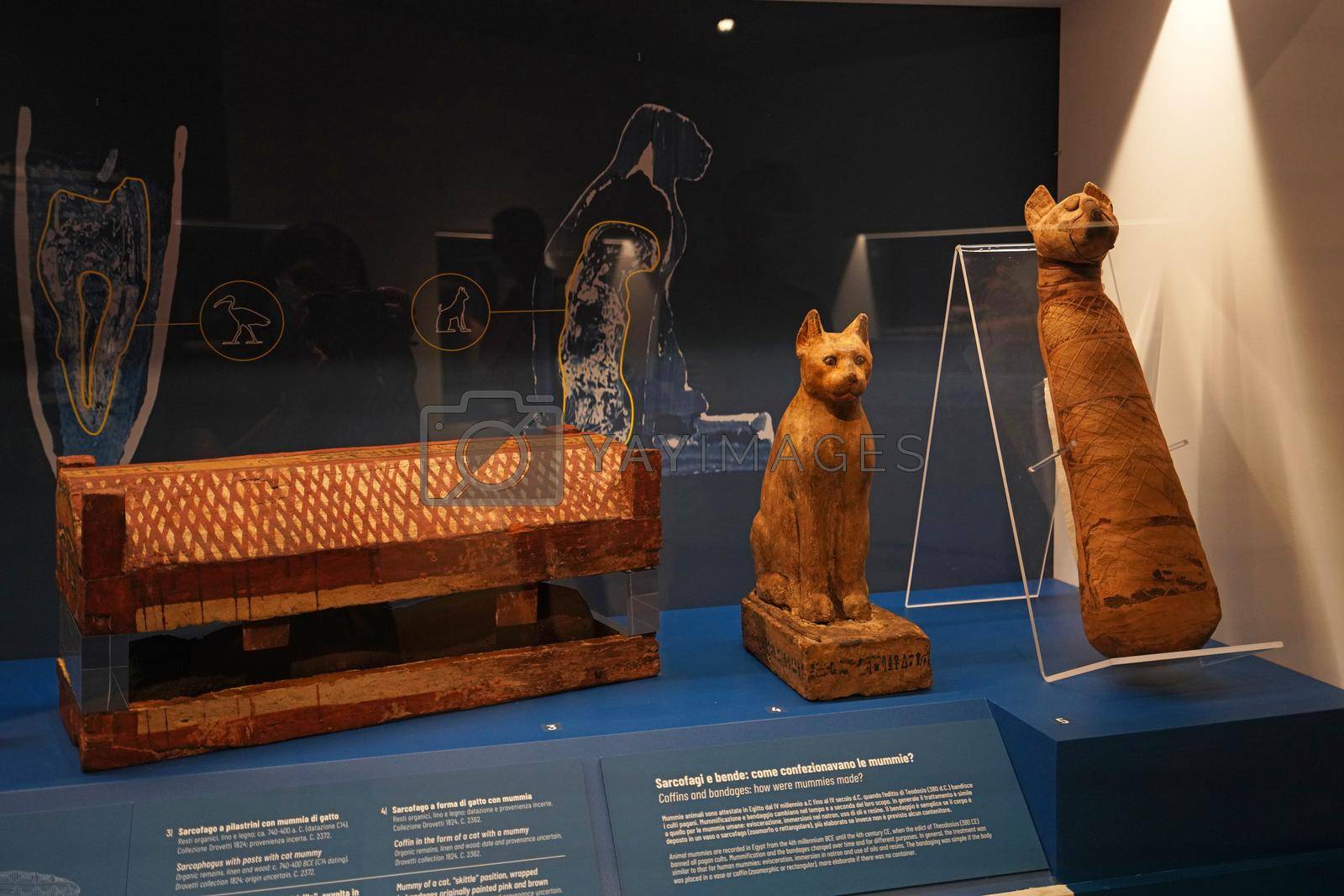 TURIN, ITALY - AUGUST 19, 2021: Cat mummy. Mummification of cat during the Egyptian civilization, Egyptian Museum of Turin, Italy