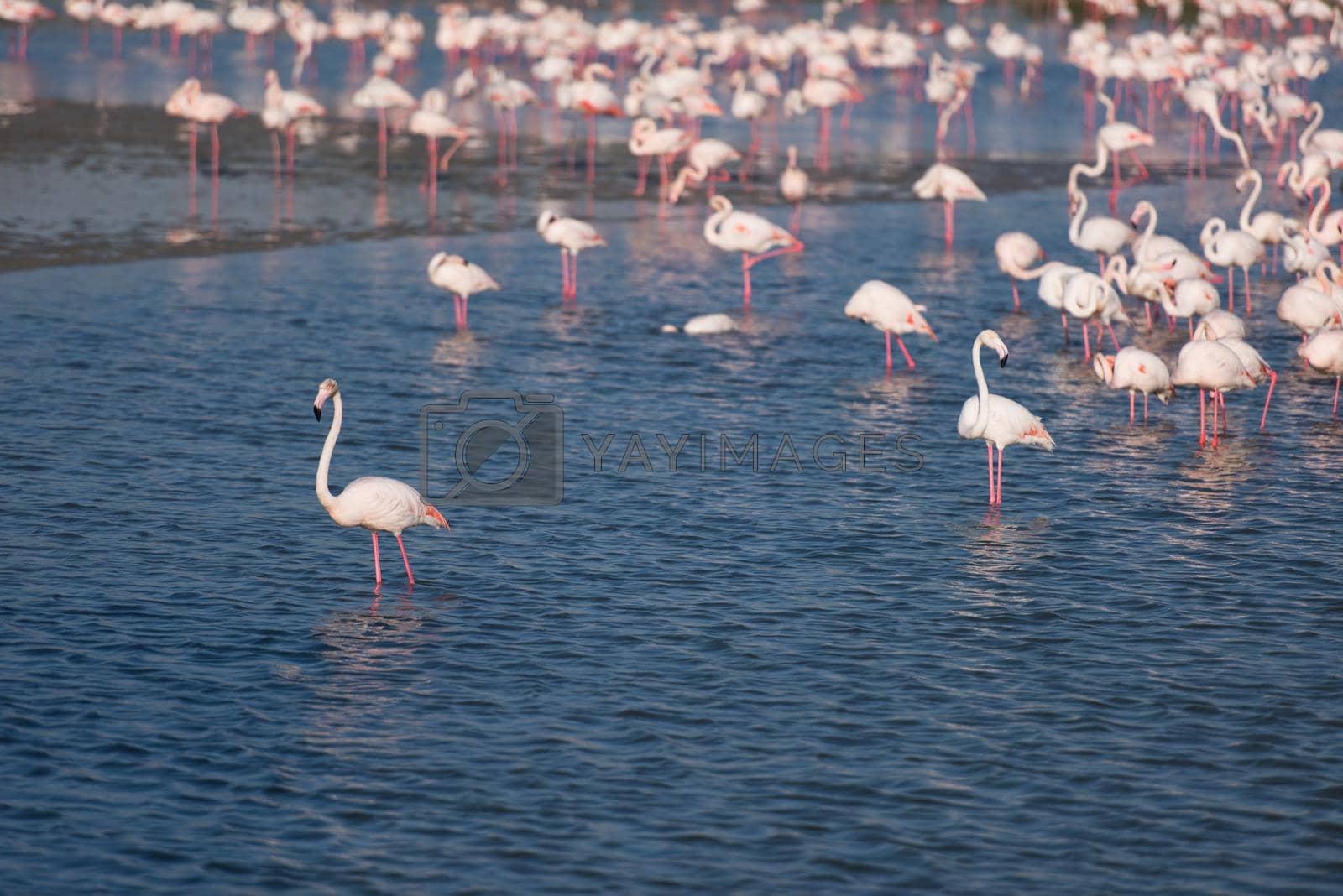 Royalty free image of Flock of adorable pink flamingos by dotshock