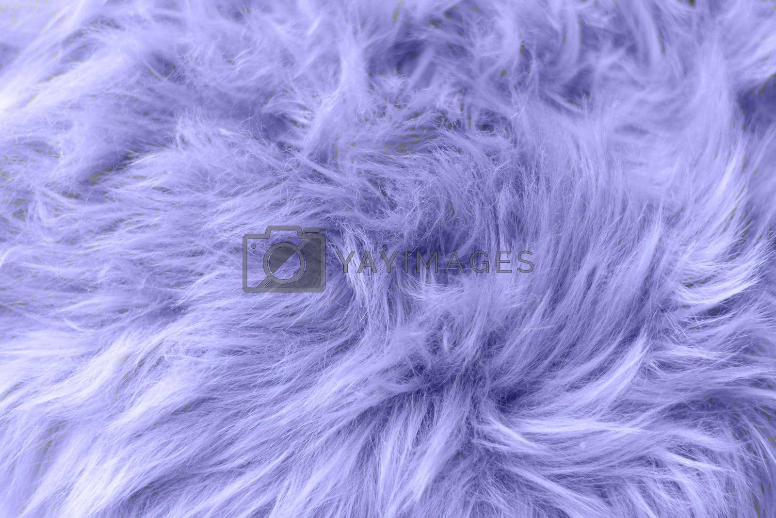 Royalty free image of Samara, Russia - December 09, 2021: Pantone Color 2022 Very Peri Top View. Fluffy Wool Texture Sample. trendy beauty, fashion, makeup design concept by etonastenka