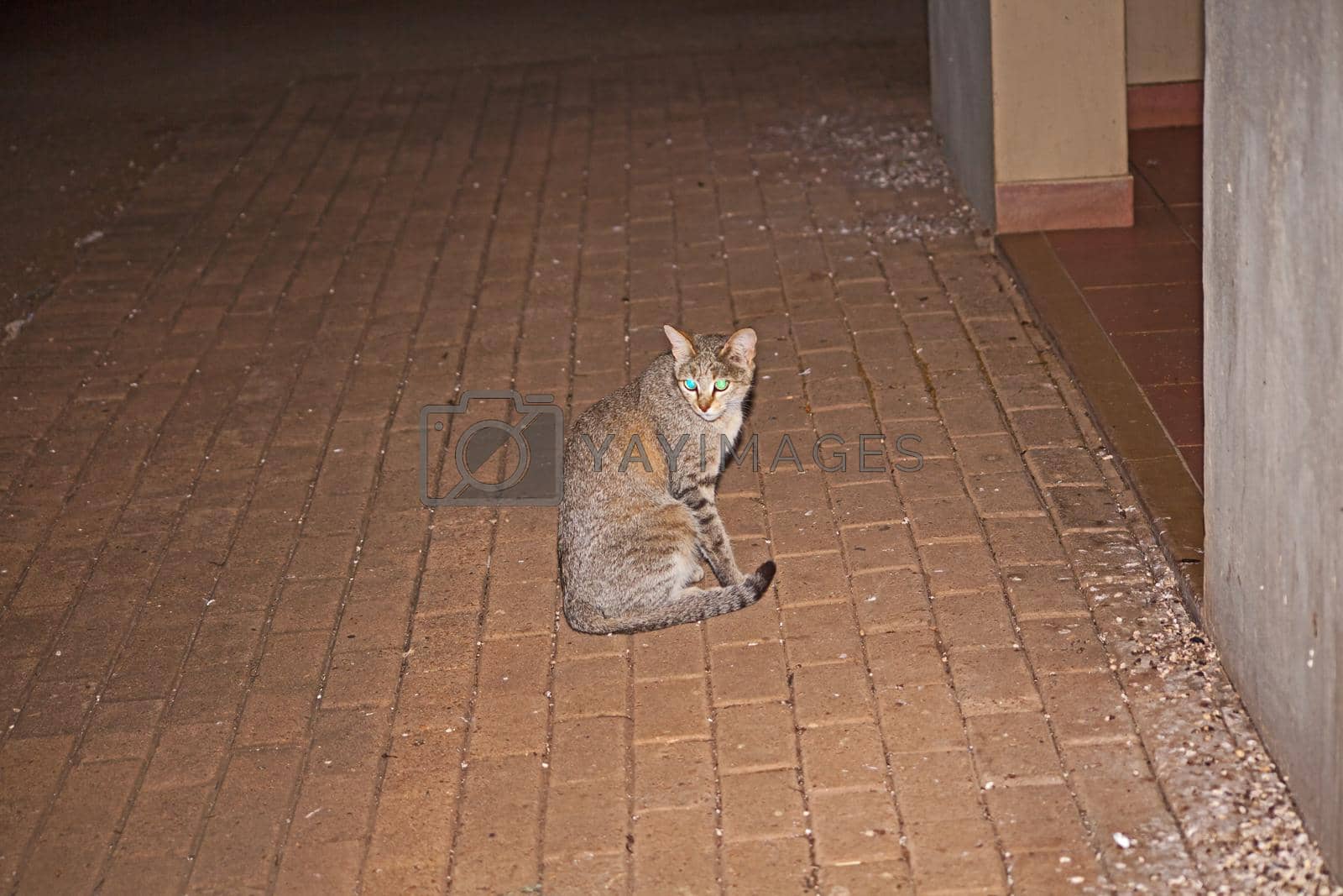 Royalty free image of African Wildcat (Felis silvestris) 13731 by kobus_peche