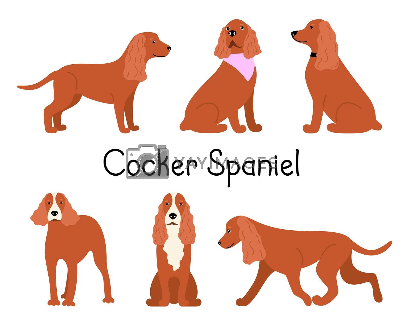 Royalty free image of Canine American or English Cocker Spaniel dog breed on a white background in different poses by lera_feeva