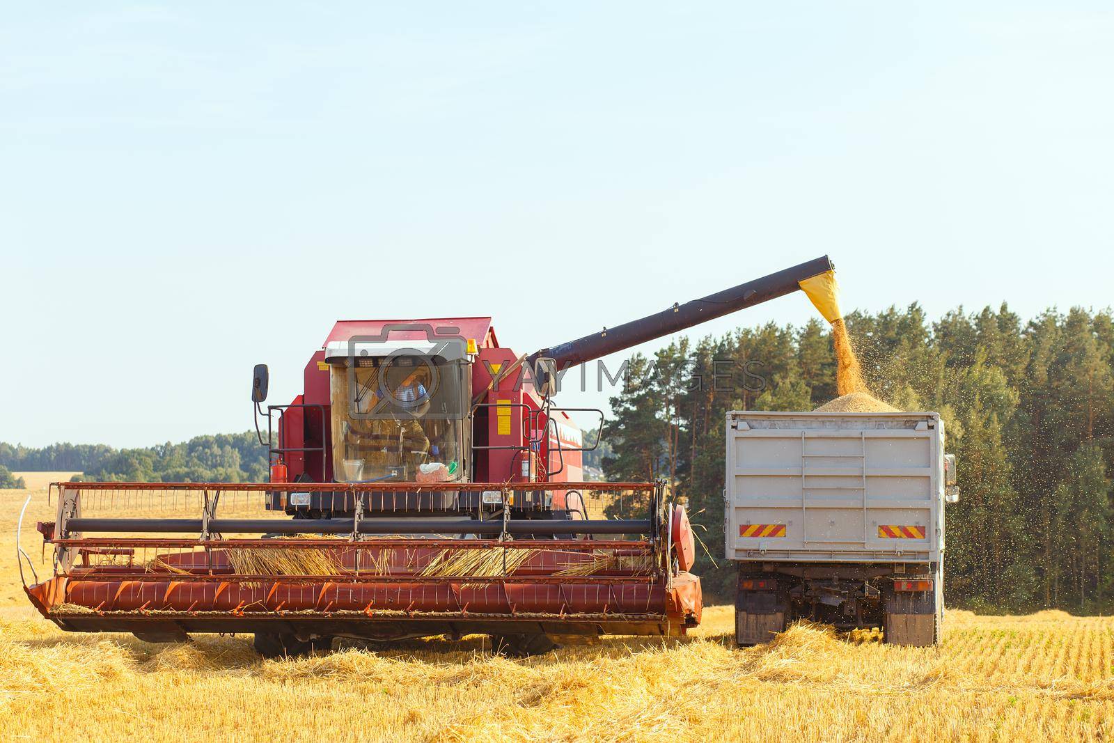 Royalty free image of The harvester is bulk harvested grain by BY-_-BY