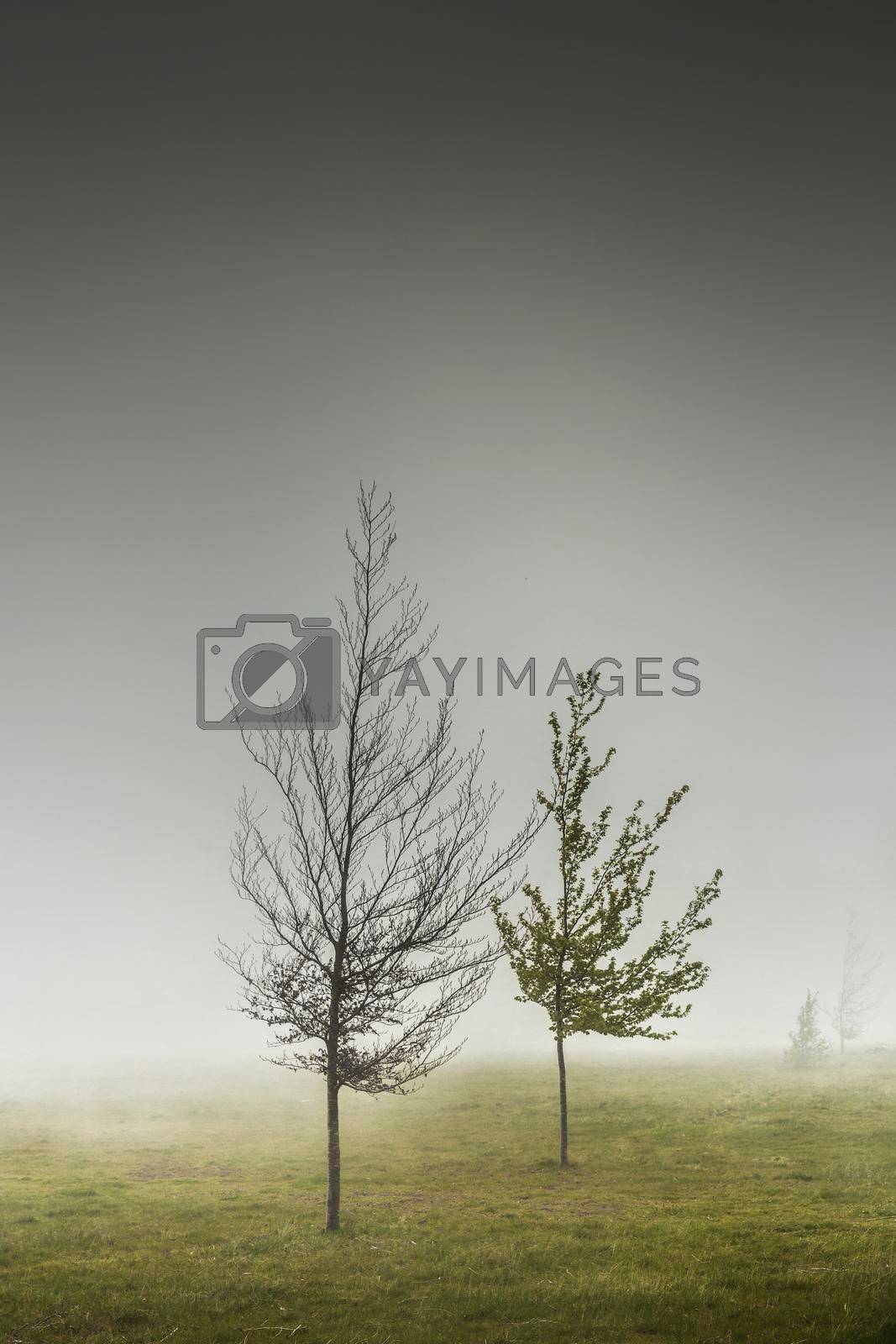 Royalty free image of Trees in the mist by Iko