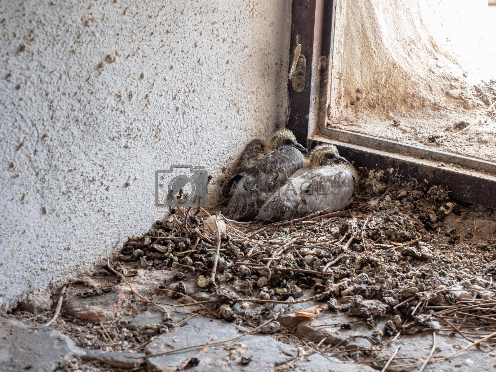 Close-up shot of two young pigeon babies sitting in the nest. Town tower window