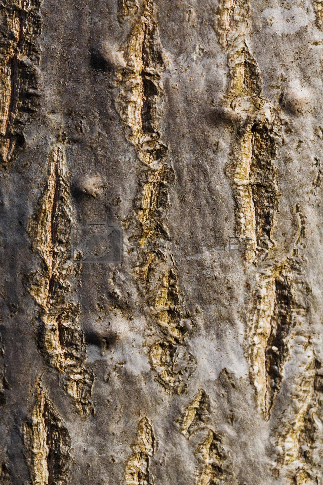 Royalty free image of Bark of a tree, trunk, texture, vertical by AlexGrec